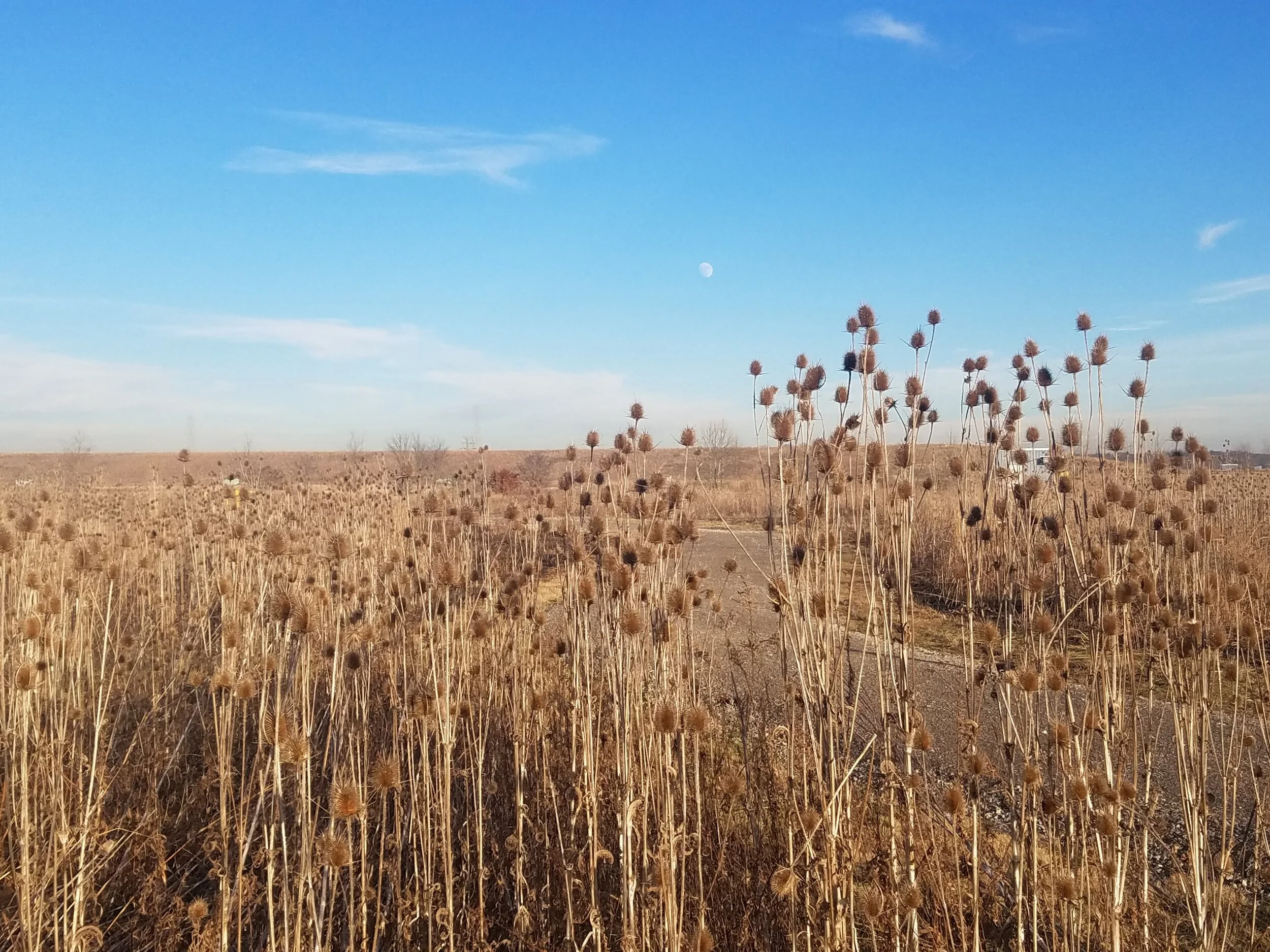 Figure 4: A prairie that has been burned as part of the on-going site and habitat management.
