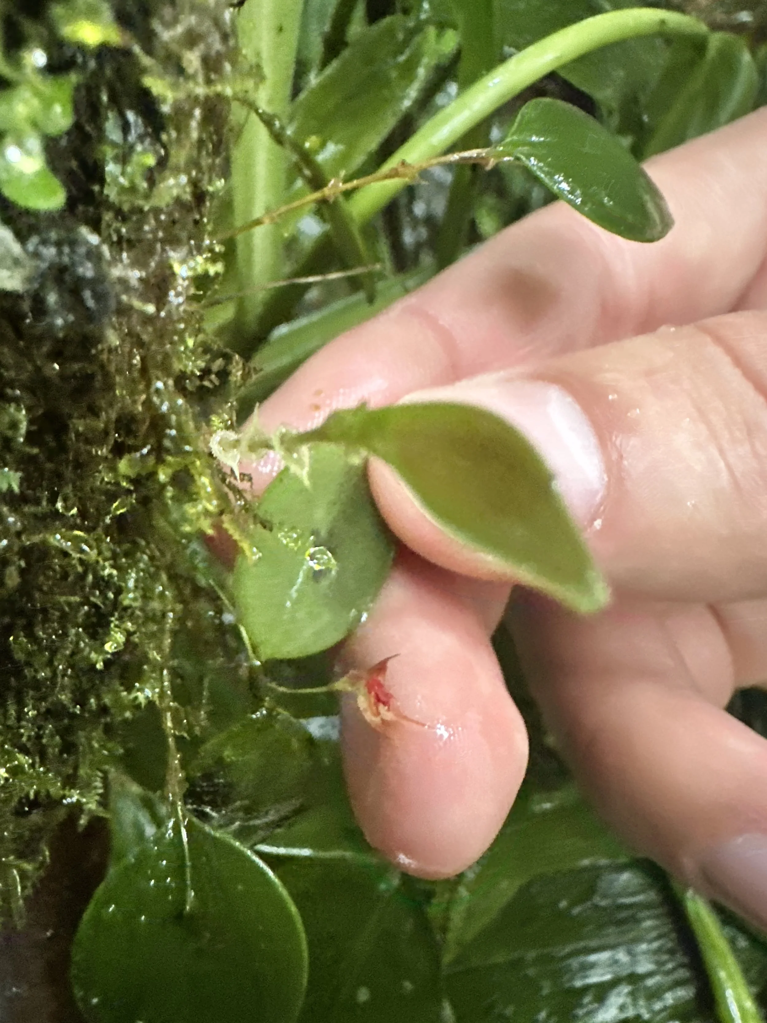  Monteverde Cloud Forest centers on preserving native, moisture dependent species rich in epiphytes, orchids, and canopy that thrive in mist-fed, high-elevation ecosystems. 