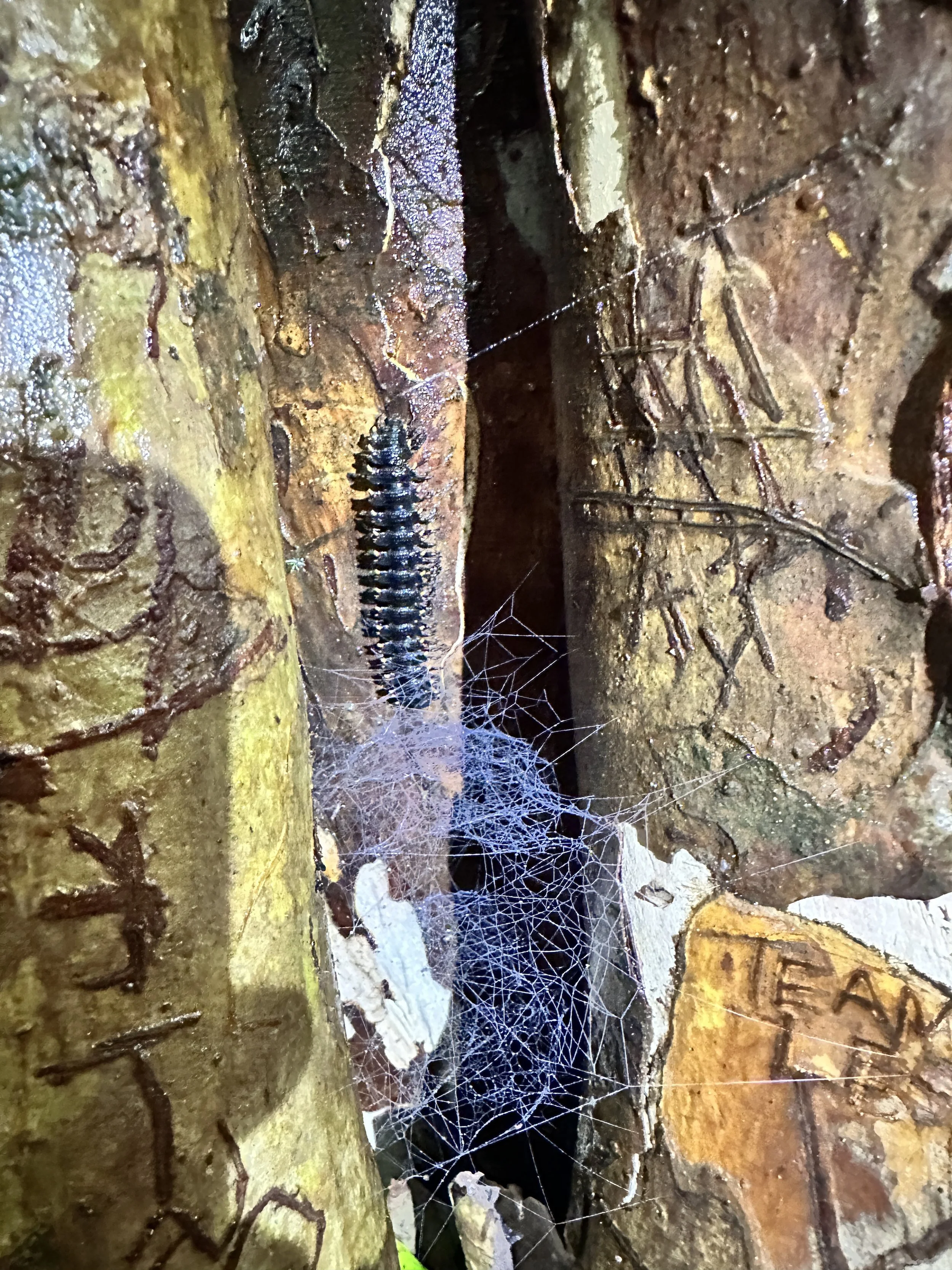  Monteverde contains an estimated 5,000+ insect species, making insects one of the most diverse and essential groups sustaining the cloud forest’s ecological balance. 