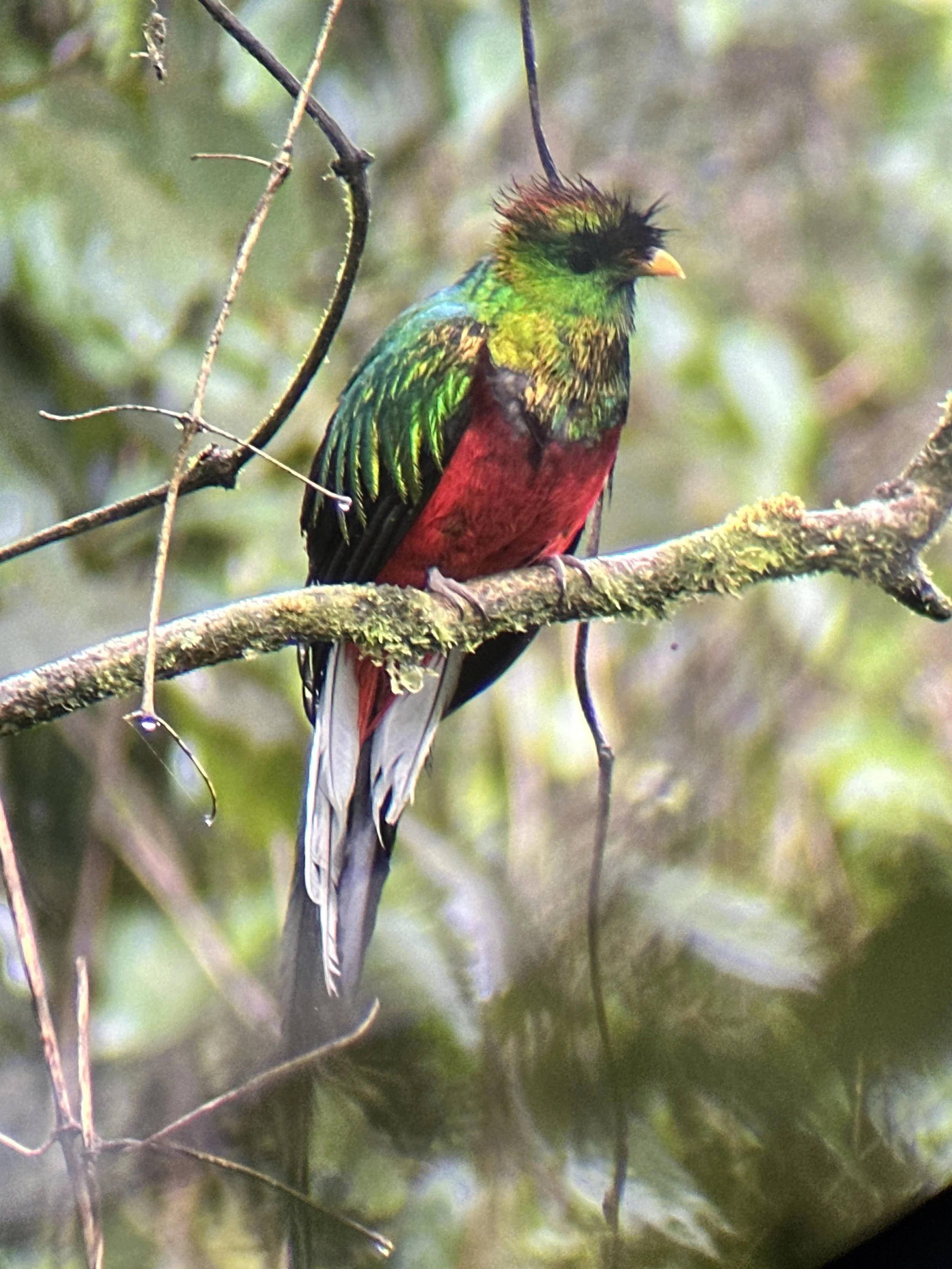  Monteverde is a haven for bird life, home to over 400 species including the iconic Quetzal making it one of the most important biodiversity hotspots in Central America. 