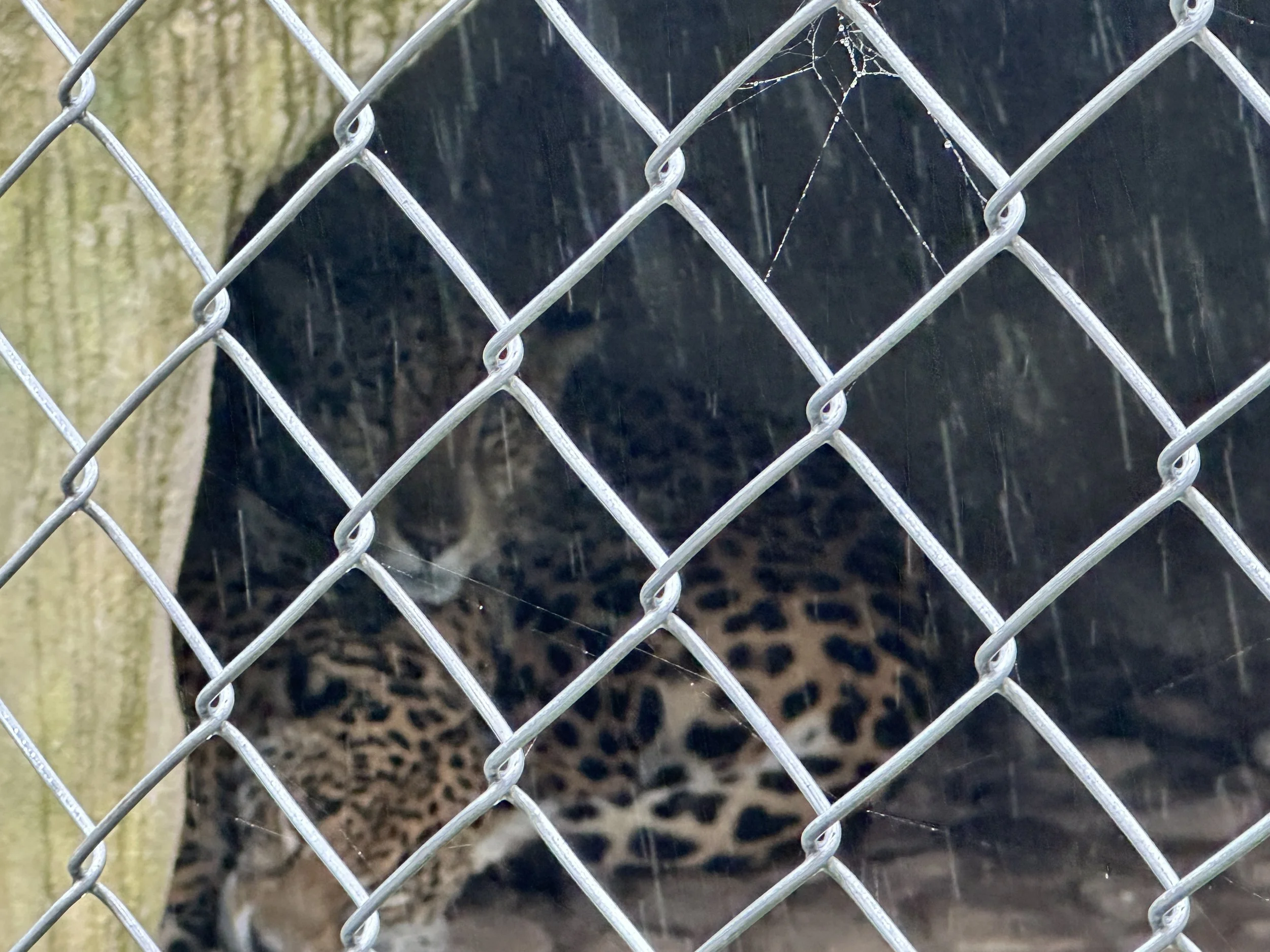  Monteverde is home to jaguars, a critically important predator, though sightings are rare. Fewer than 50 are estimated in the cloud forest region. 