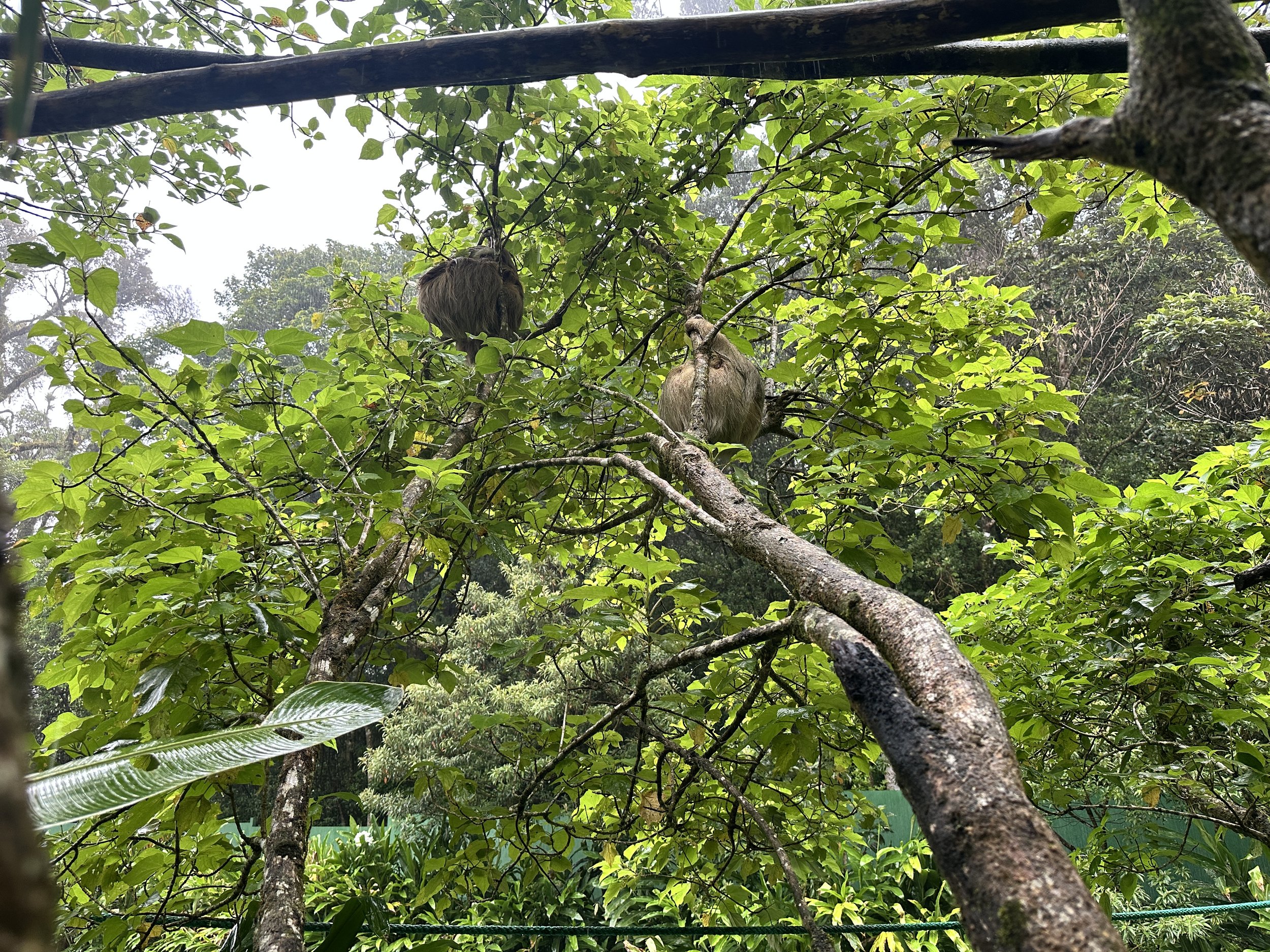  Sloth sanctuaries play a vital role in rehabilitation, research and protecting habitat corridors that support both the two-toed and three-toed species across the country’s biodiverse forest. 