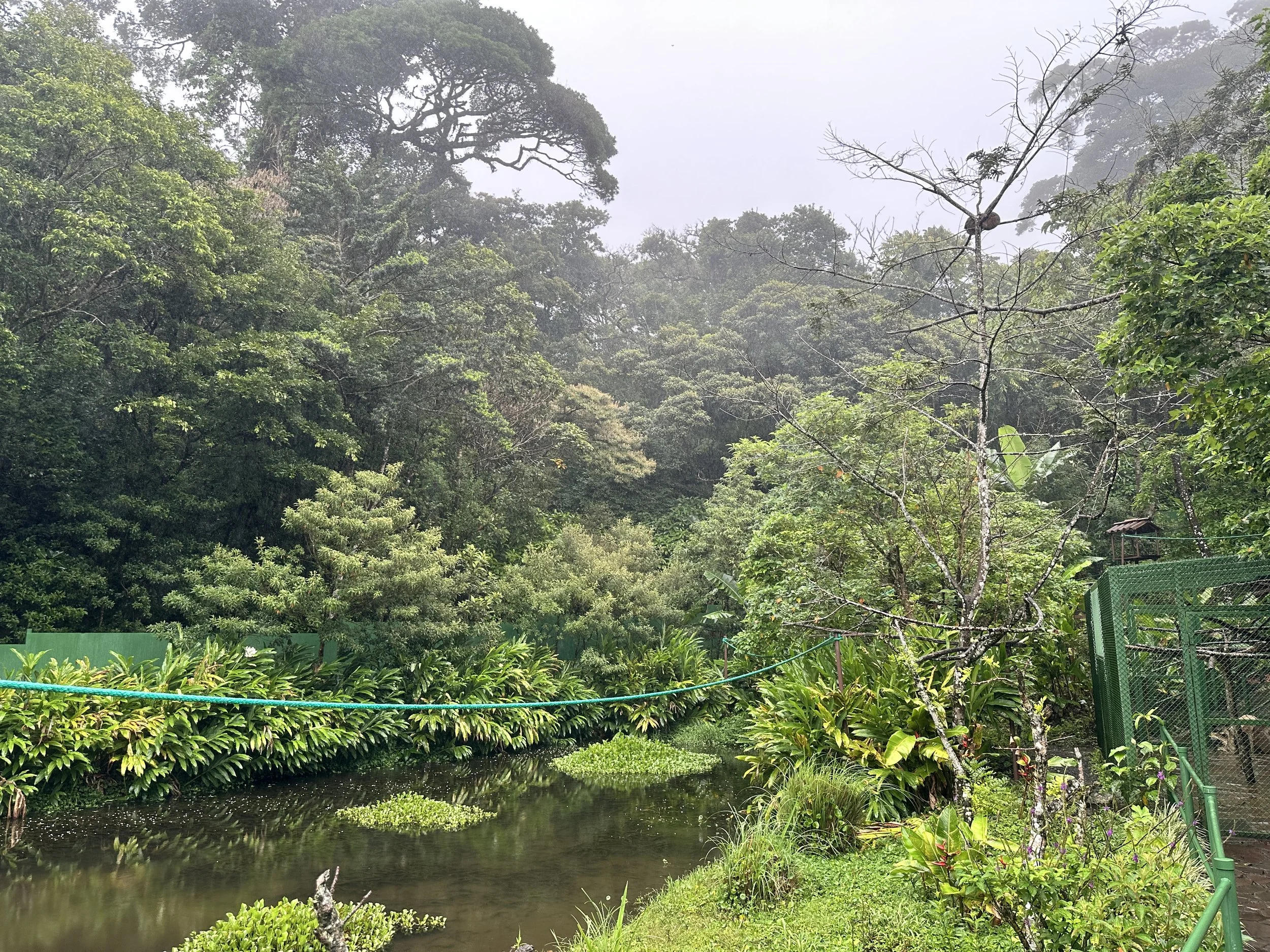  Monteverde Cloud Forest hosts over 400 bird species, 100 mammal species, and 3,000+ insect species, including quetzals, sloths, and monkeys. 