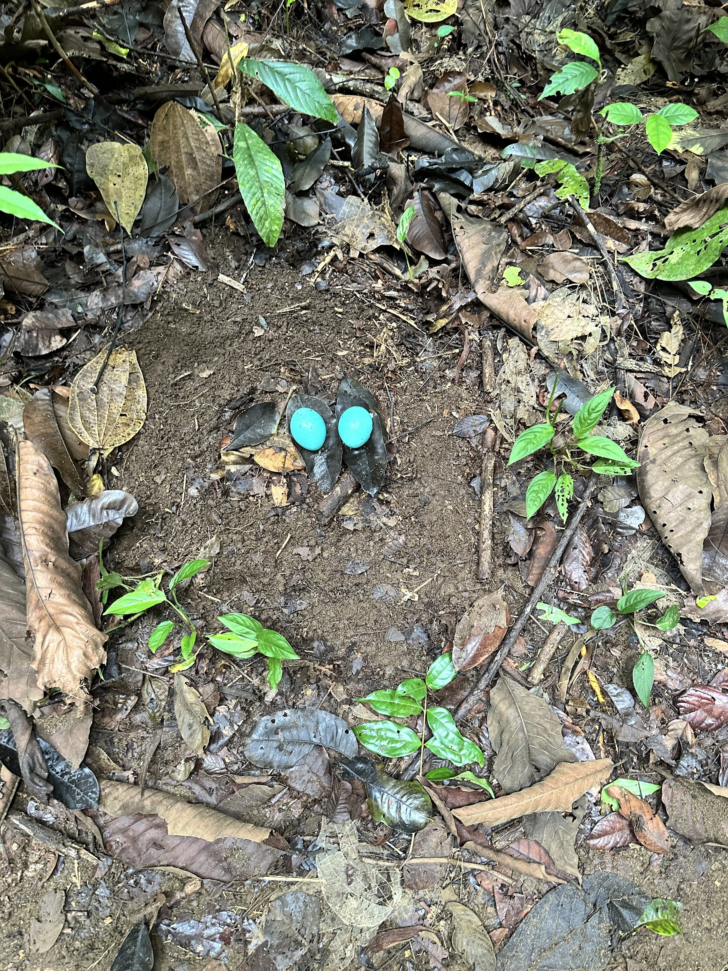  Corcovado protects over 500 tree species, 400 bird species, and 140 mammal species, including jaguars and tapirs. 