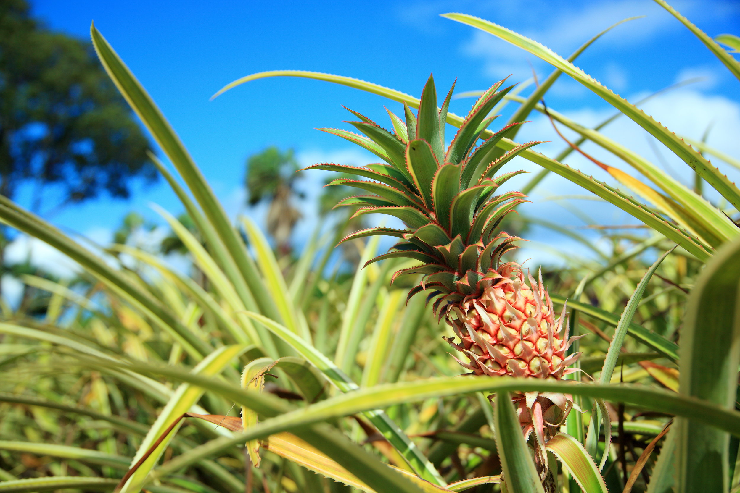 AdobeStock_60128698.jpeg