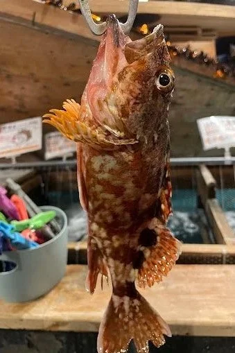 fish.jpeg