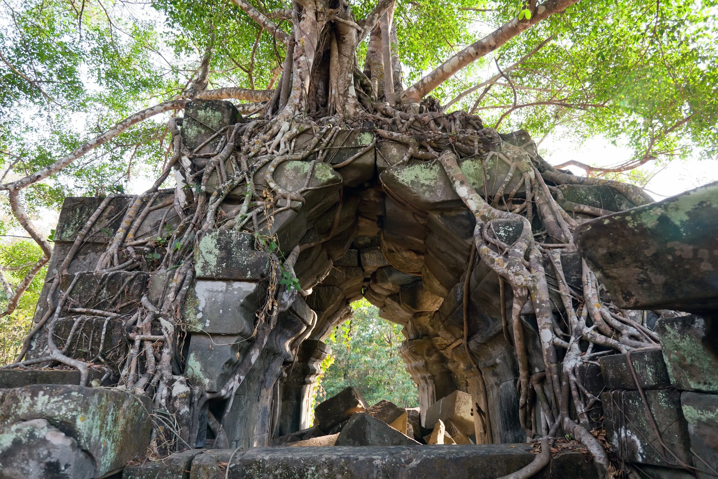 Banyan trees on ruins in Beng Mealea temple.jpg