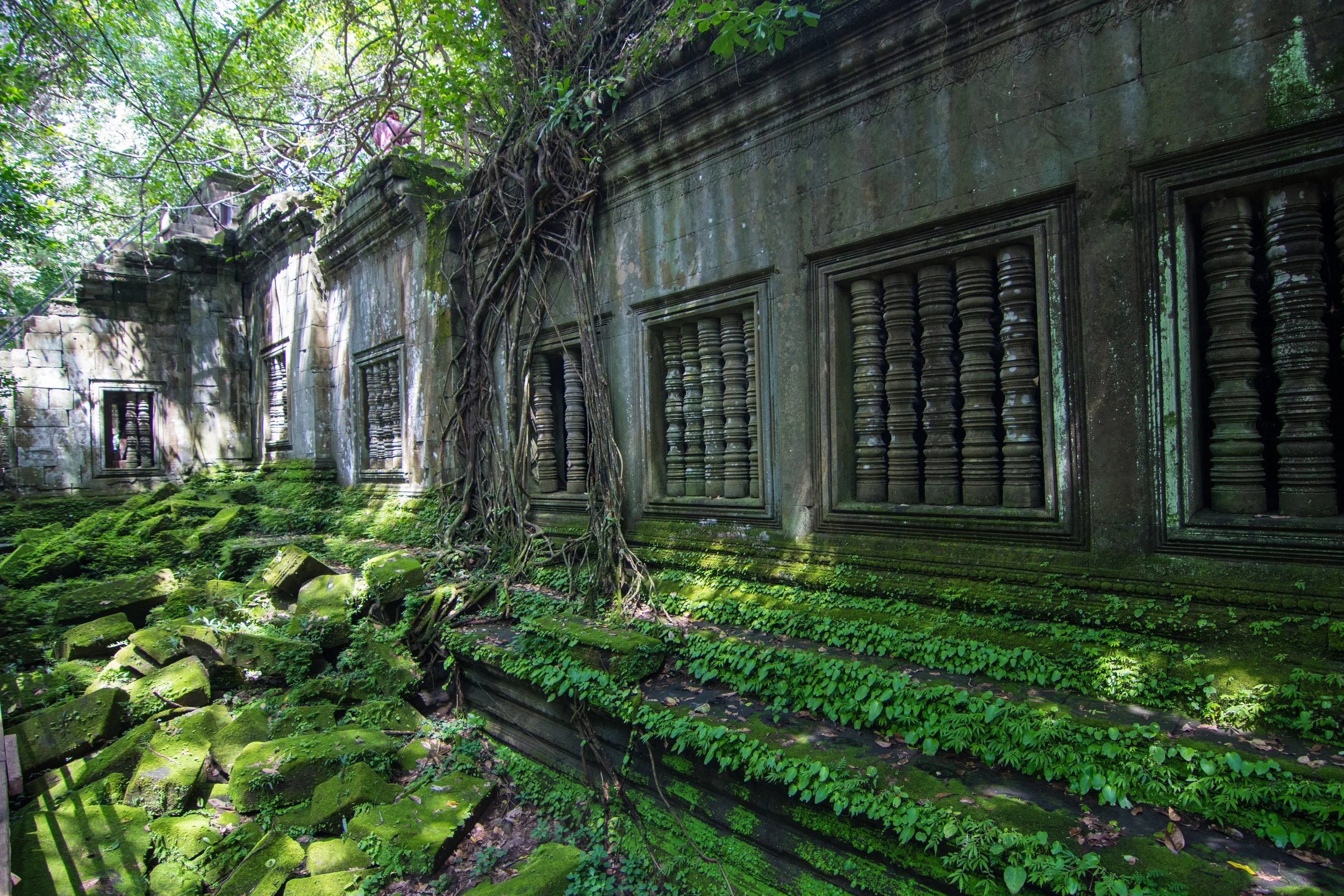 jungle forest temple of Beng Mealea Temple.jpg