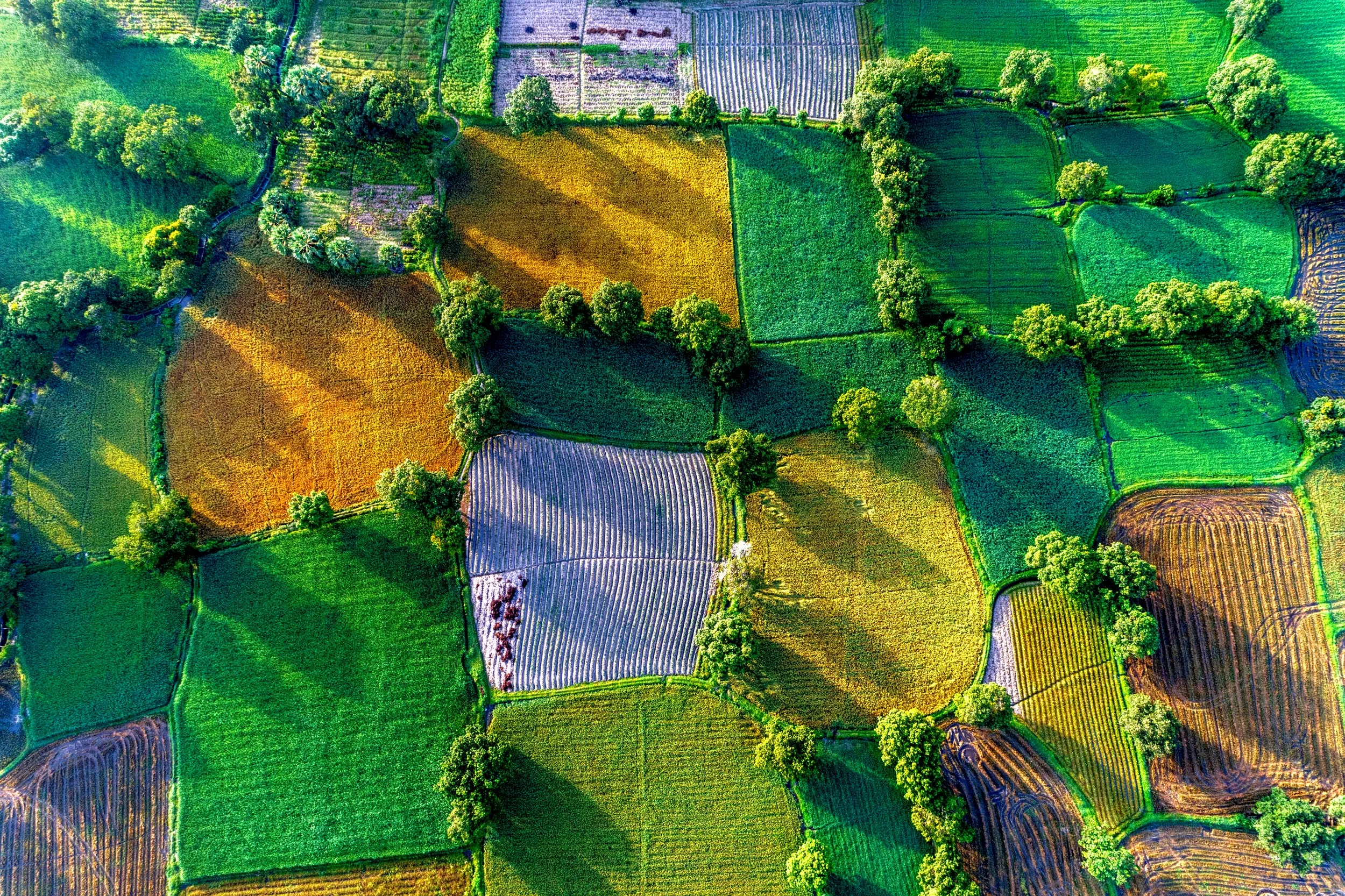 aerial view of rice fields in Mekong Delta.jpg