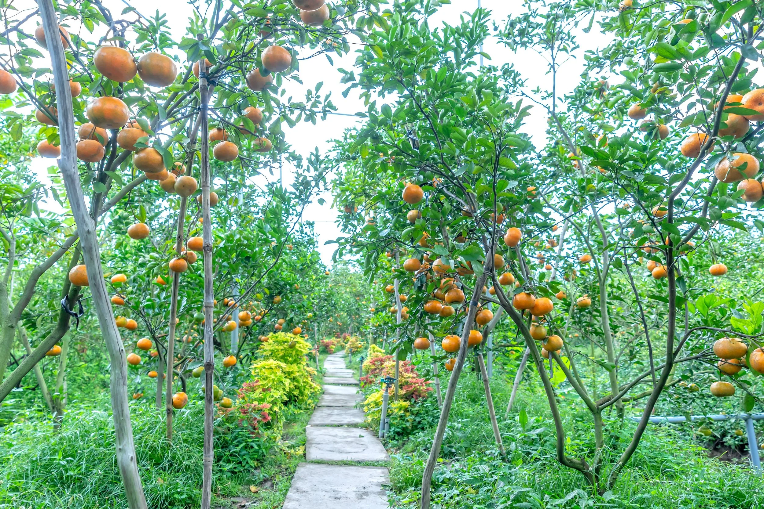 tangerines on trees waiting to be harvested- Mekong.jpg