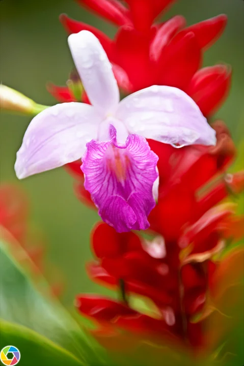 RedLily.jpg