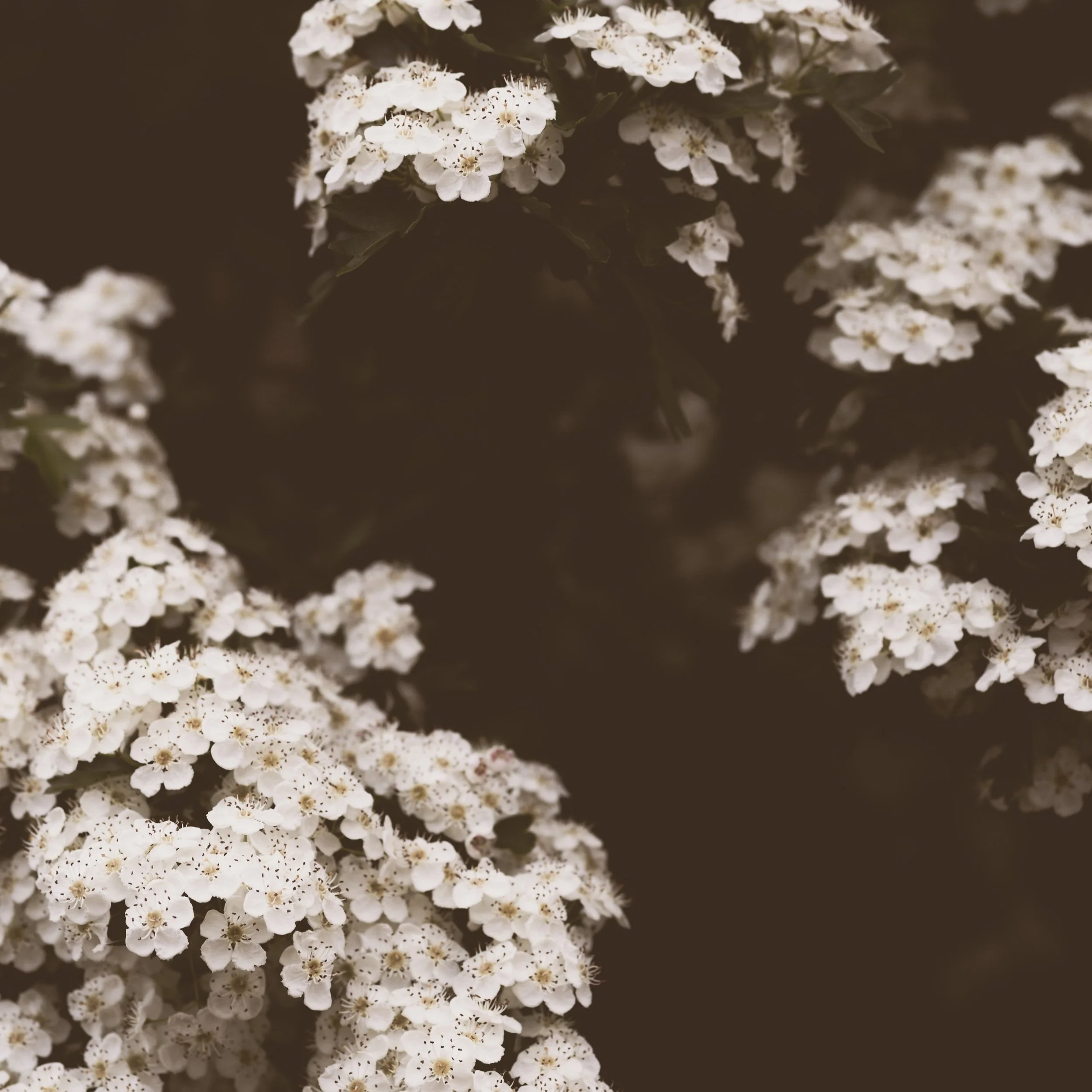 Venus in Virgo Horoscopes