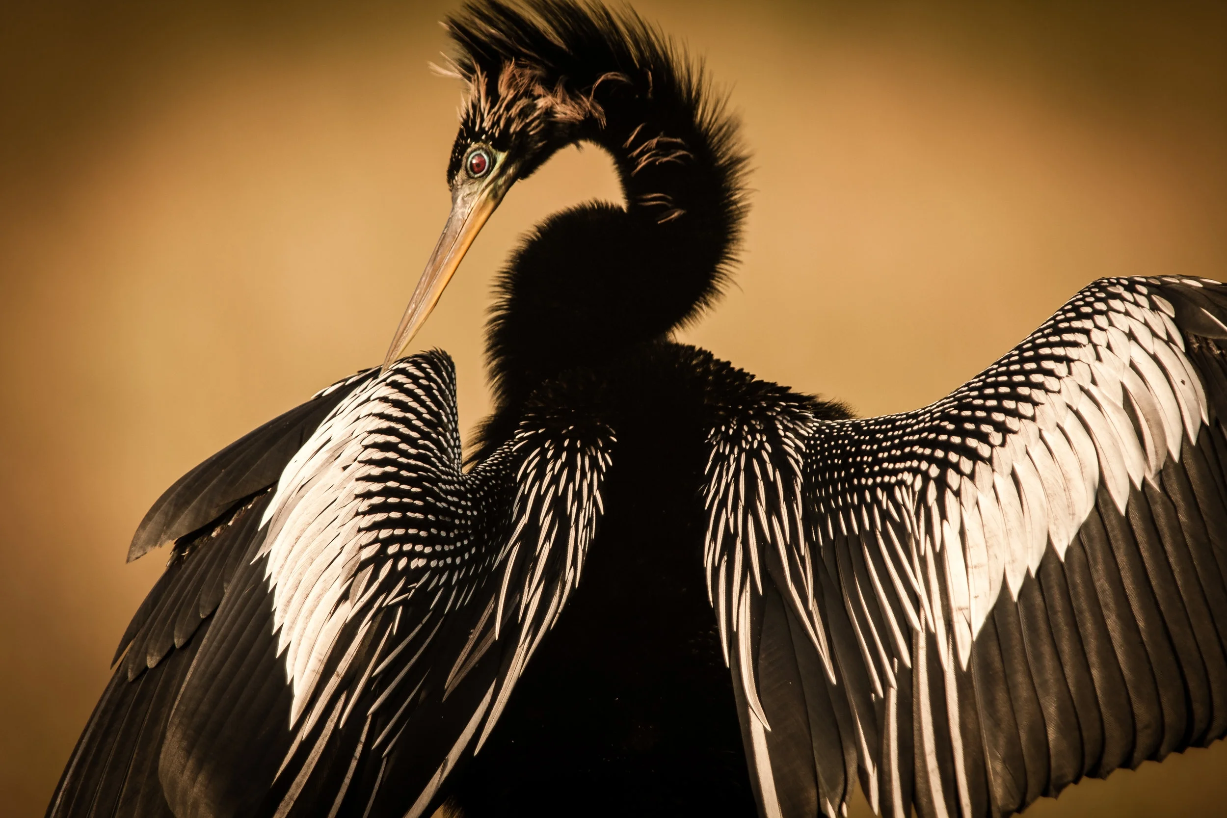Anhinga-in -the-sun-8549.jpg