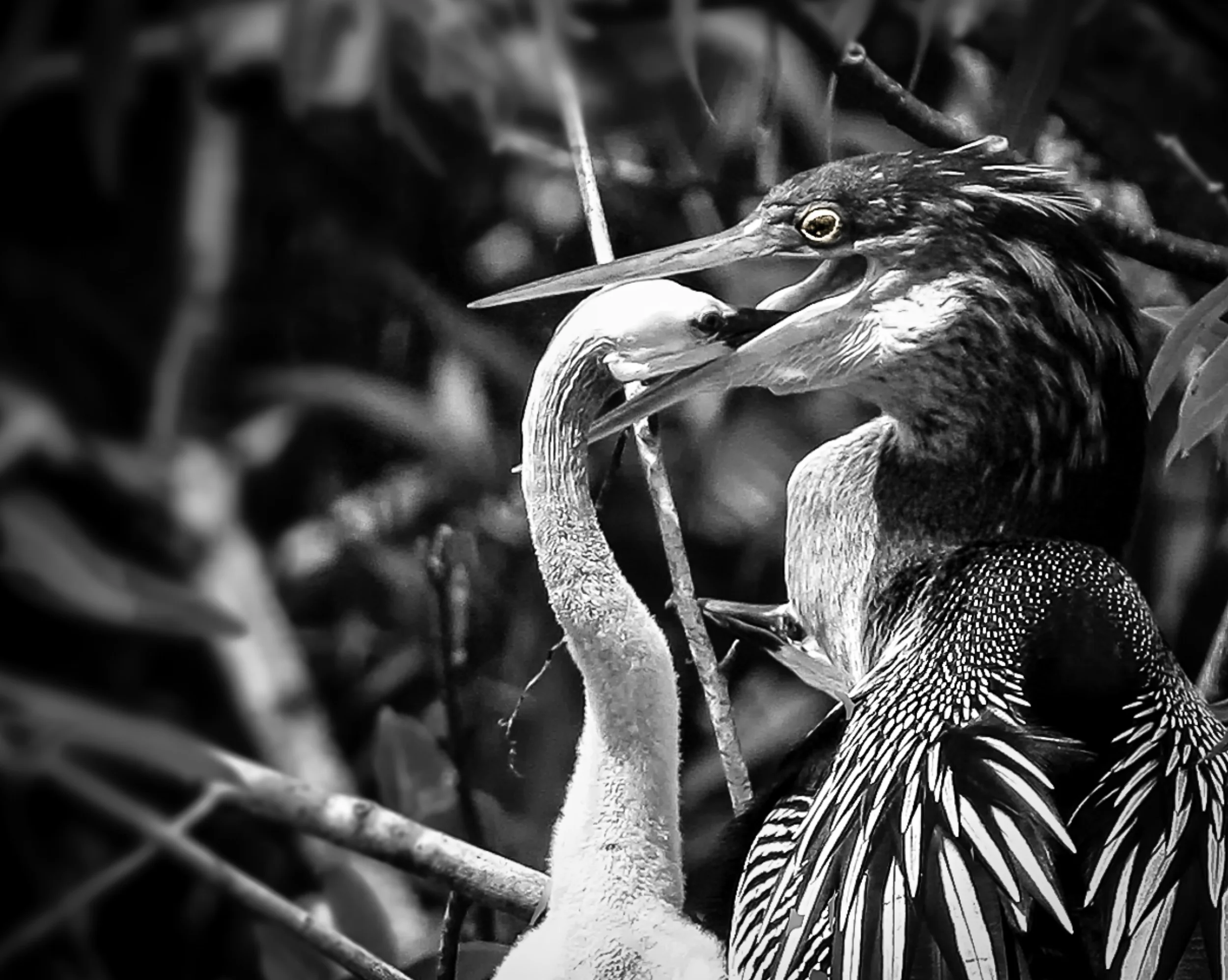 Feeding-Time-.jpg