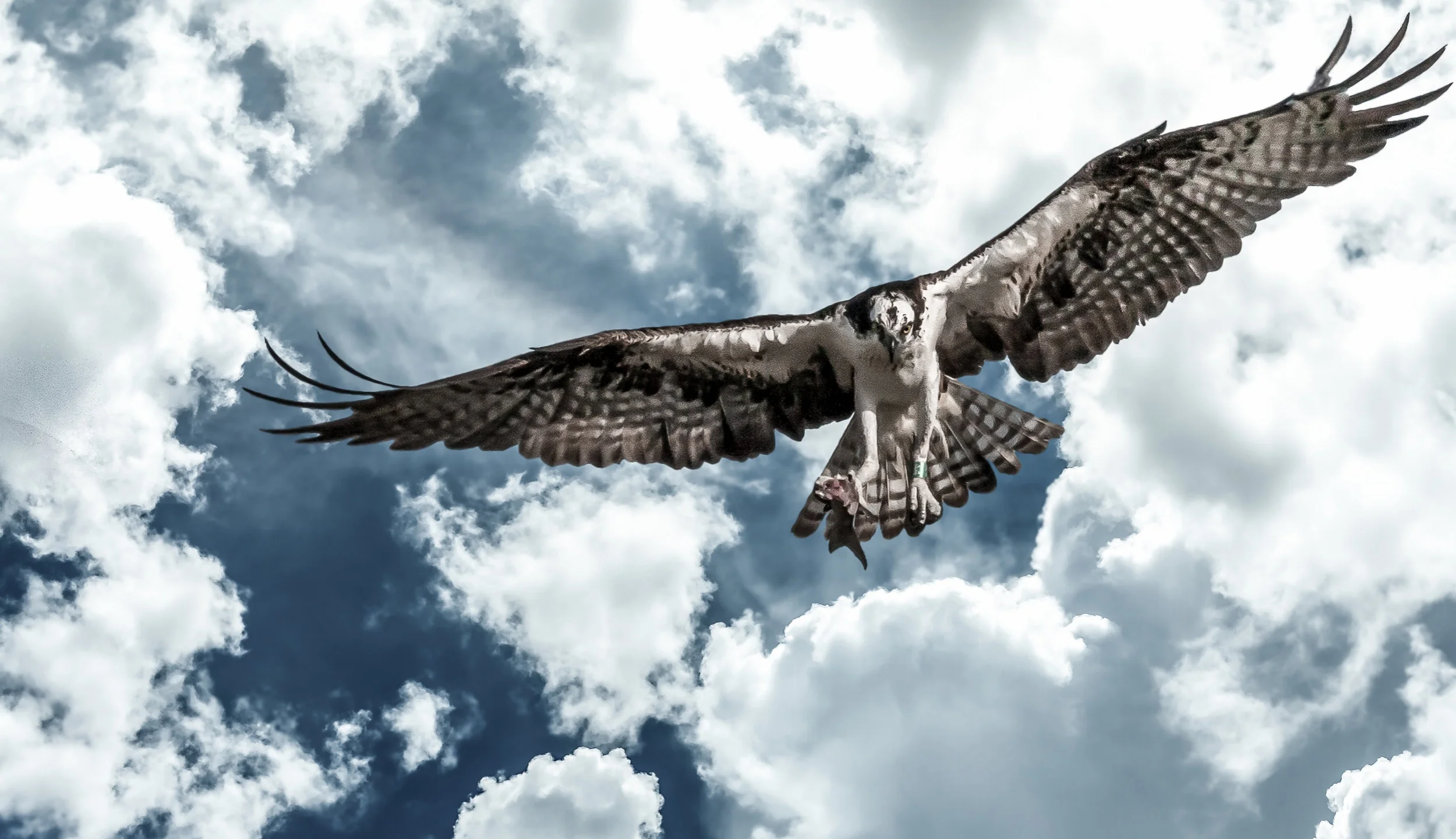 Osprey-5489(1).jpg