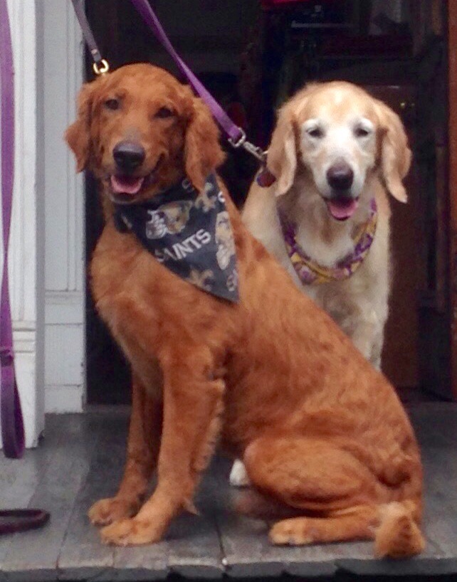  Beau, (left) adopted in 2015