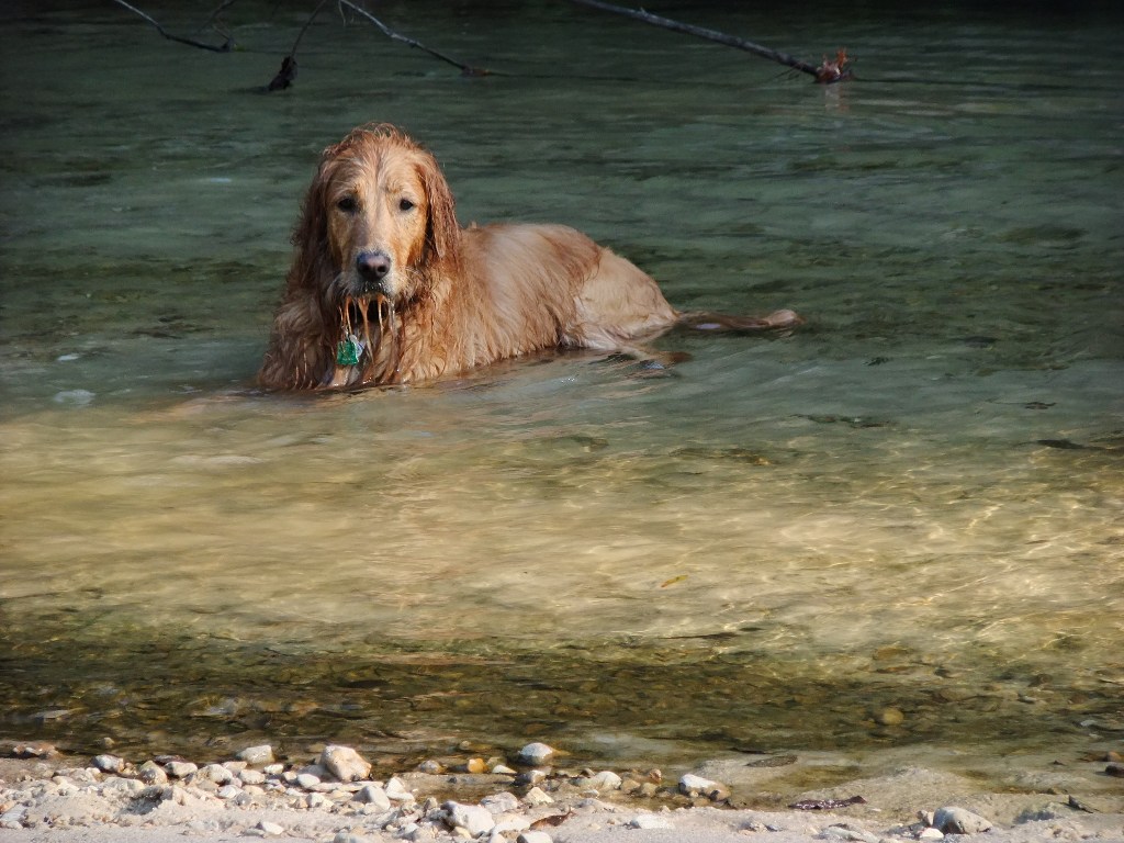 Coco in the creek 2.jpg