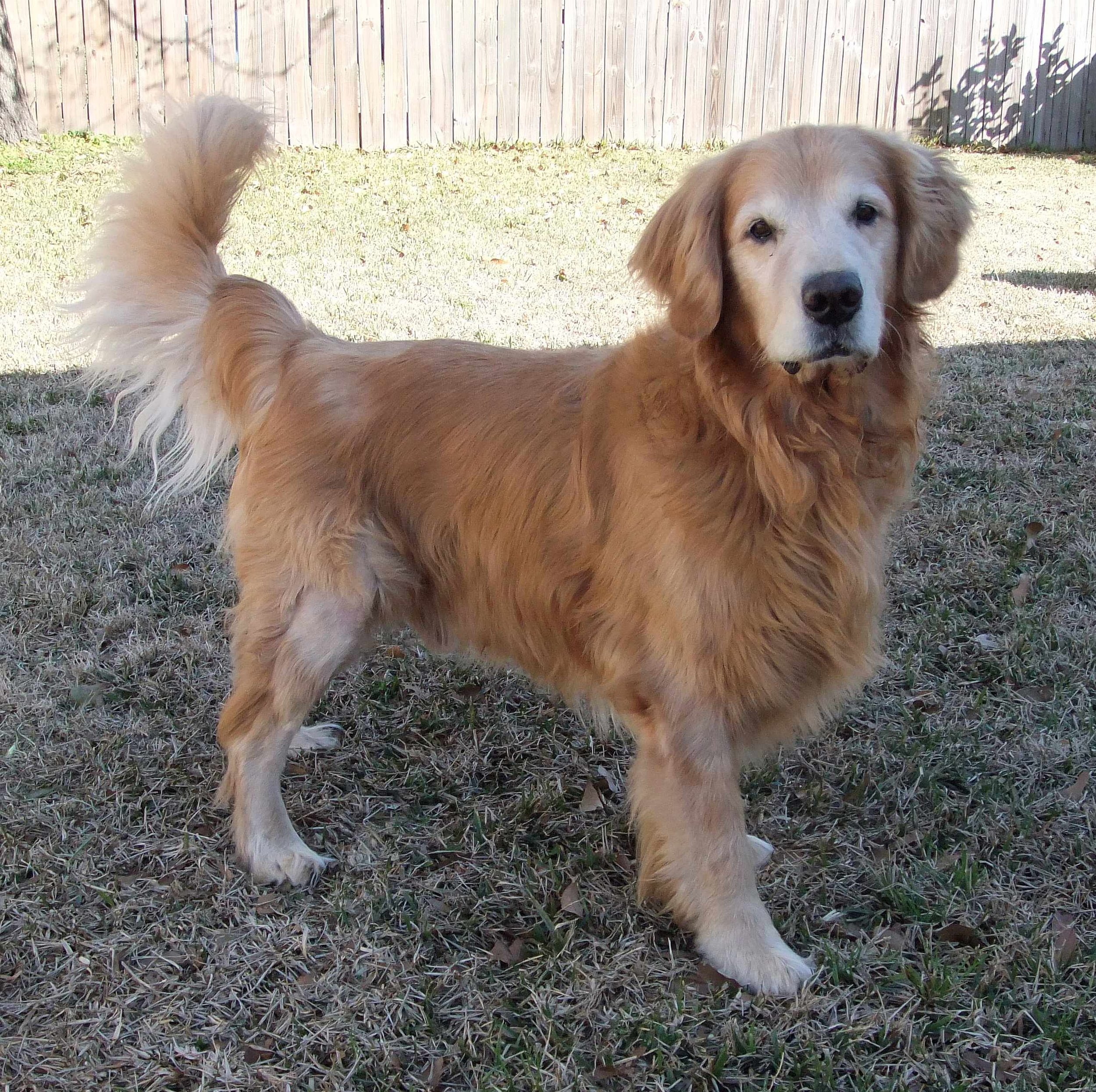 Gulf South Golden Retriever Rescue