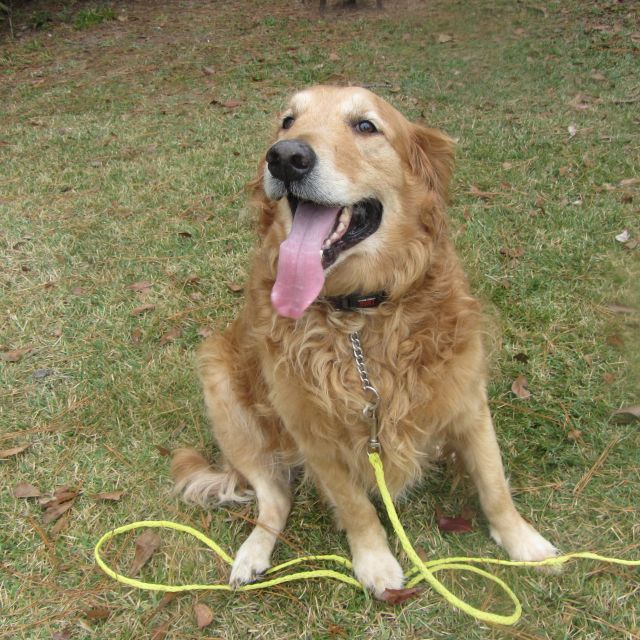  "Buddy"