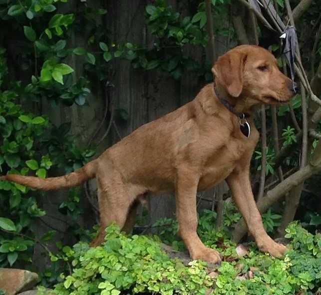 "Timber"