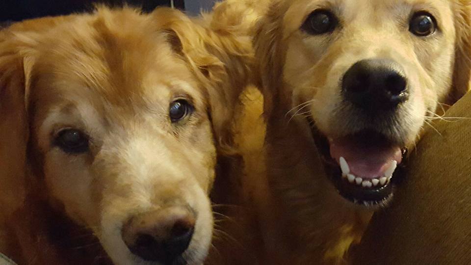 Check out our adoptable dogs!