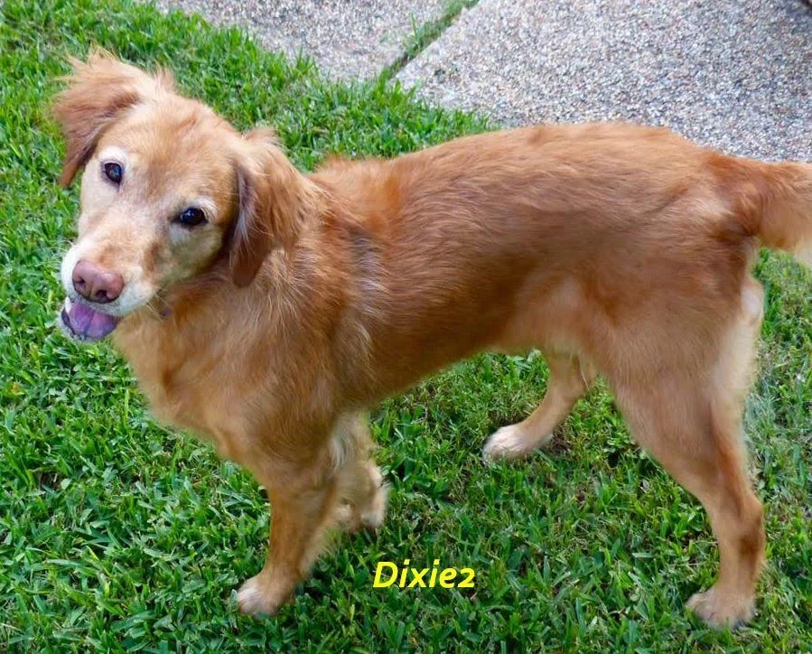 dixie2.jpg
