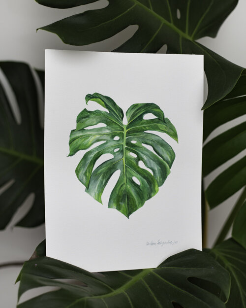 Original Watercolor - "Monstera Deliciosa"  Andrea Fairservice