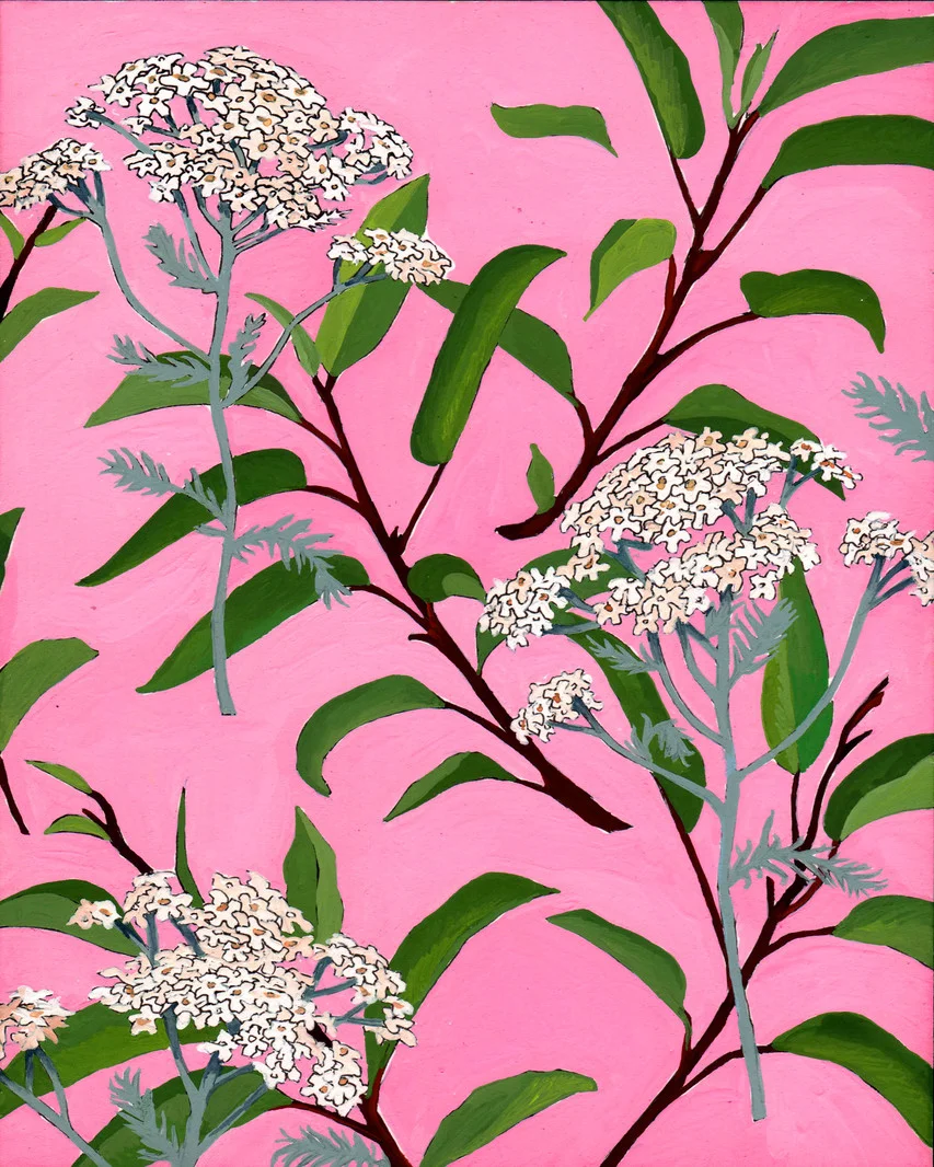 Malosma Laurina Dream - 8'' x 10'' - Gouache On Paper 