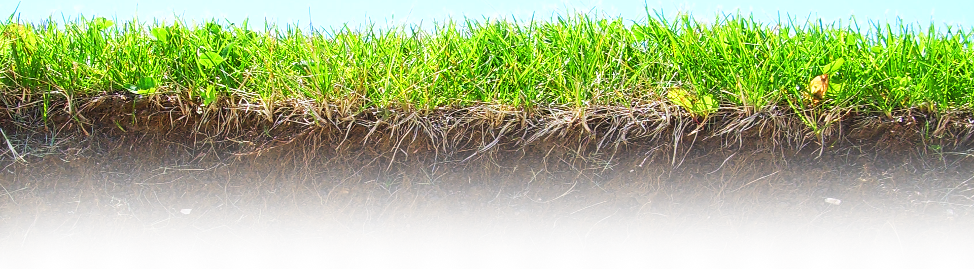 under_header_roots_grass.png