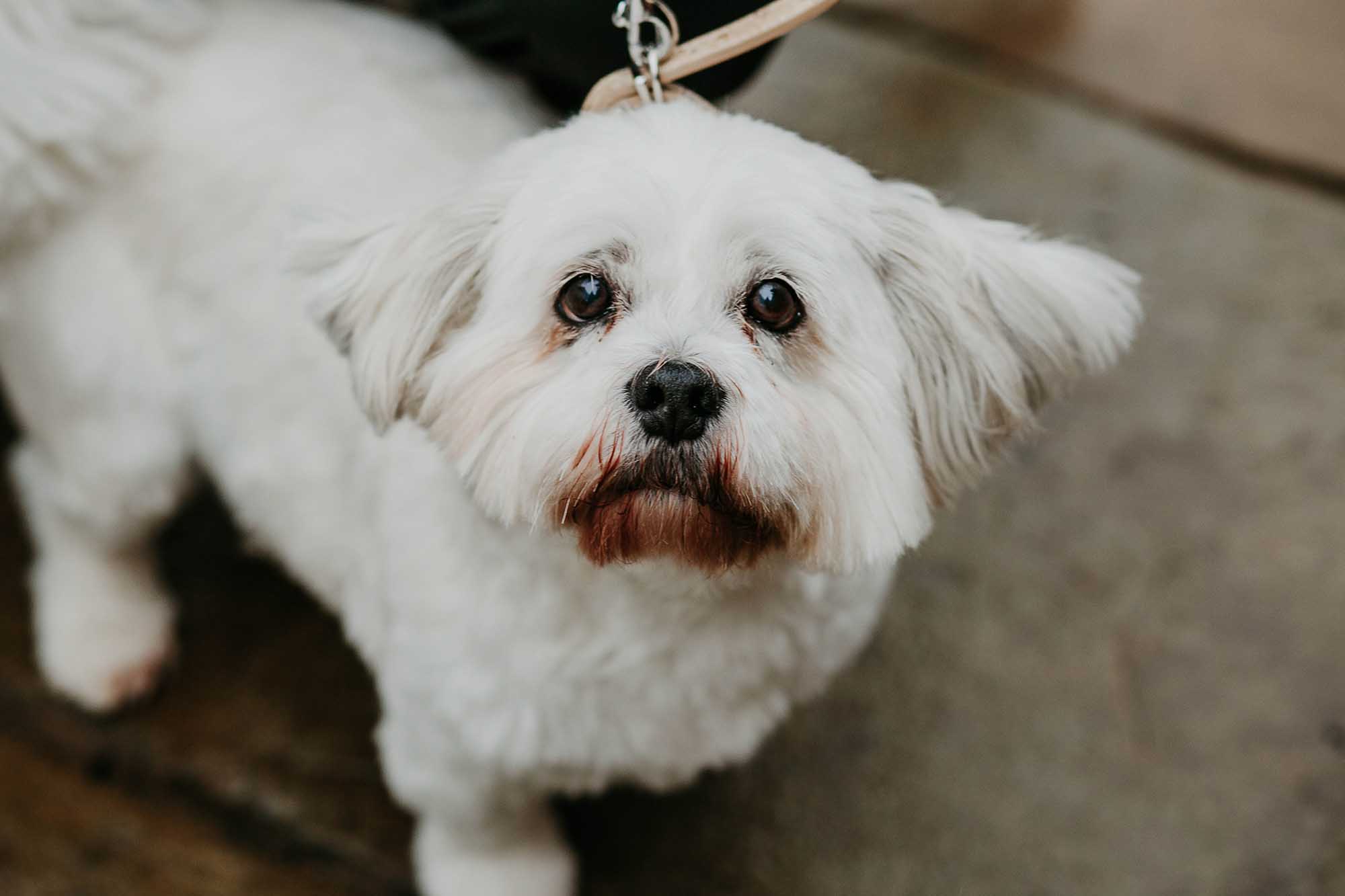 groom's dog at Holdsworth House