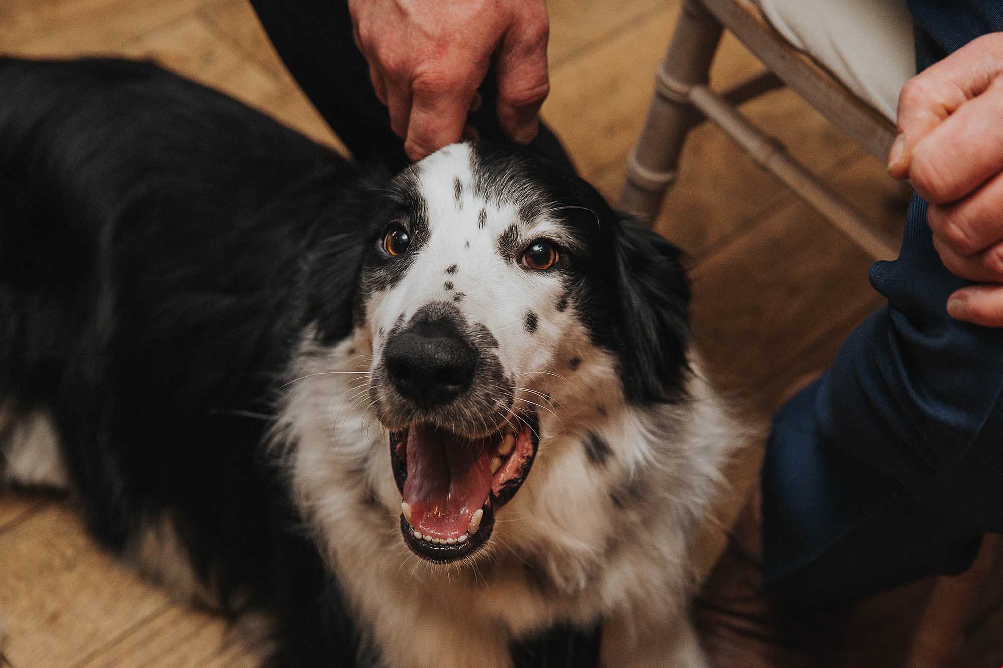 dog ringbearer