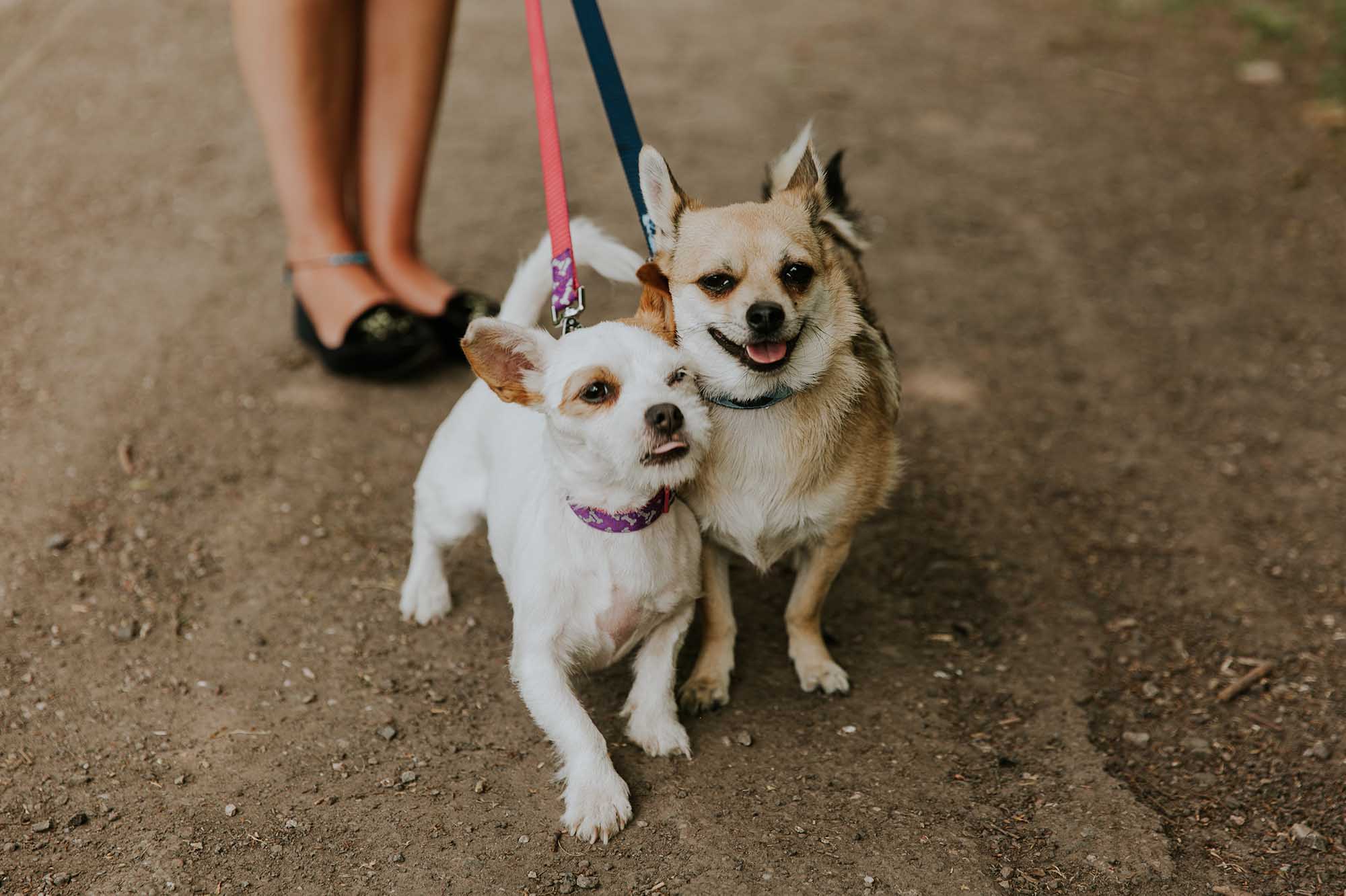dogs at Ceurden Valley Park