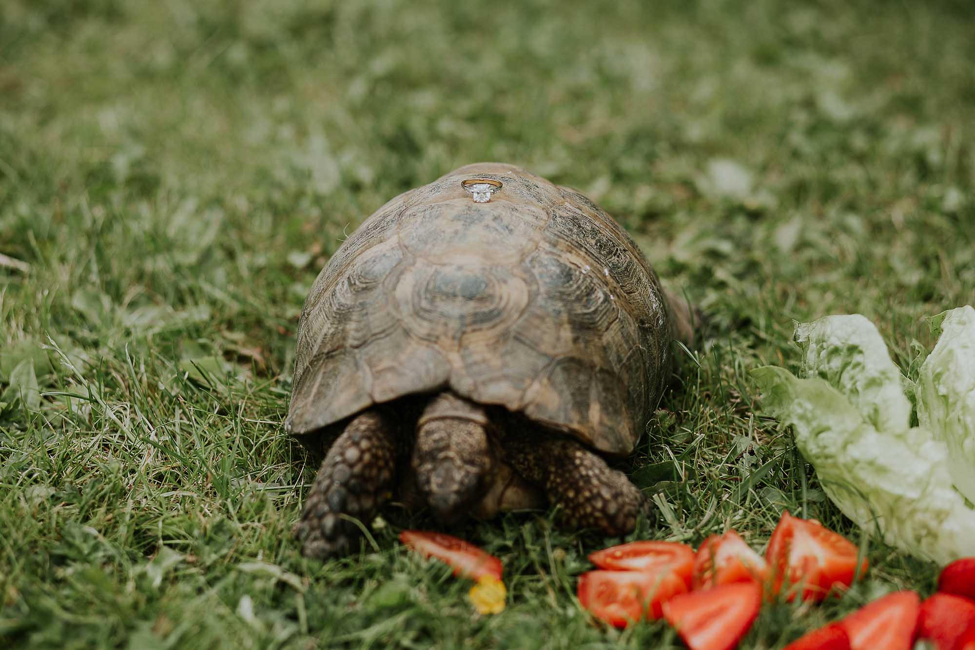 Wedding ring on pet tortoise