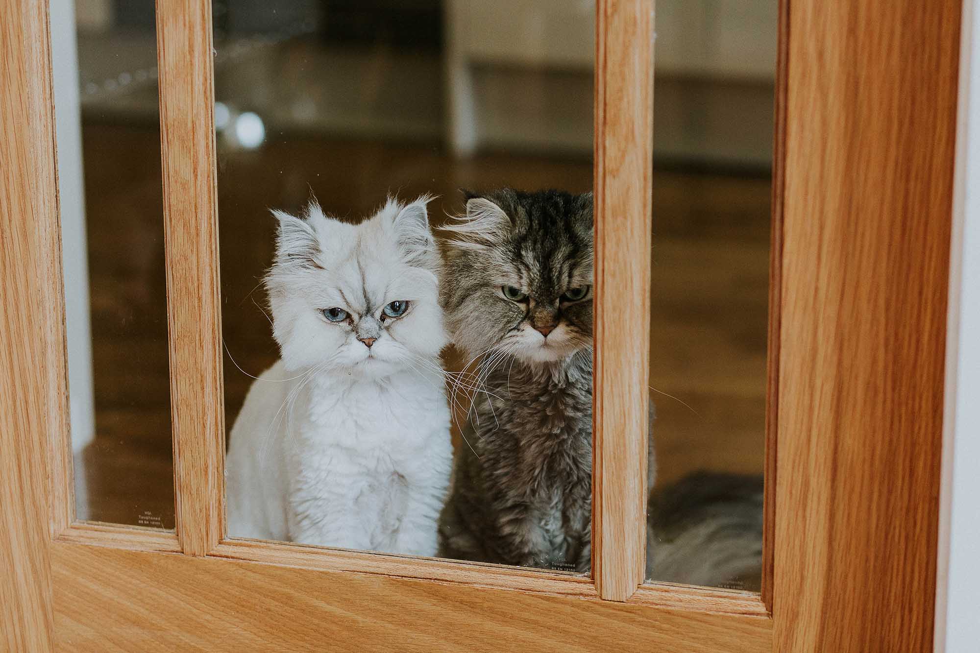 cats at weddings