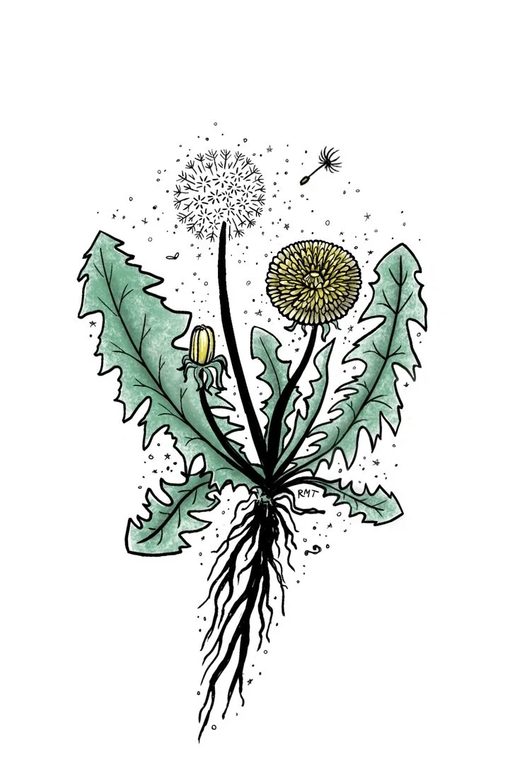 Dandelion color.jpeg