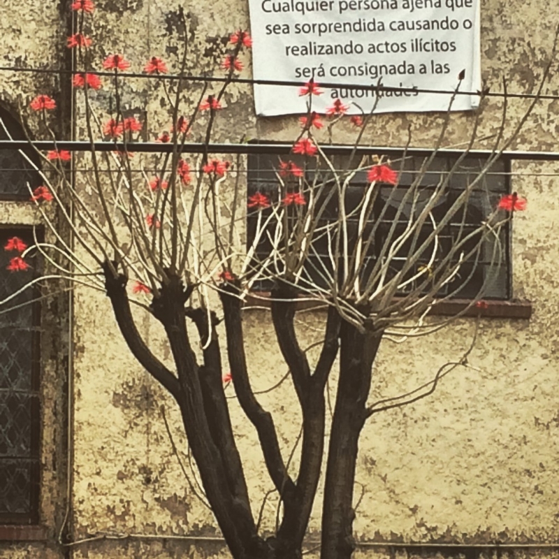jana lamberti silk art mexico inspiration tree