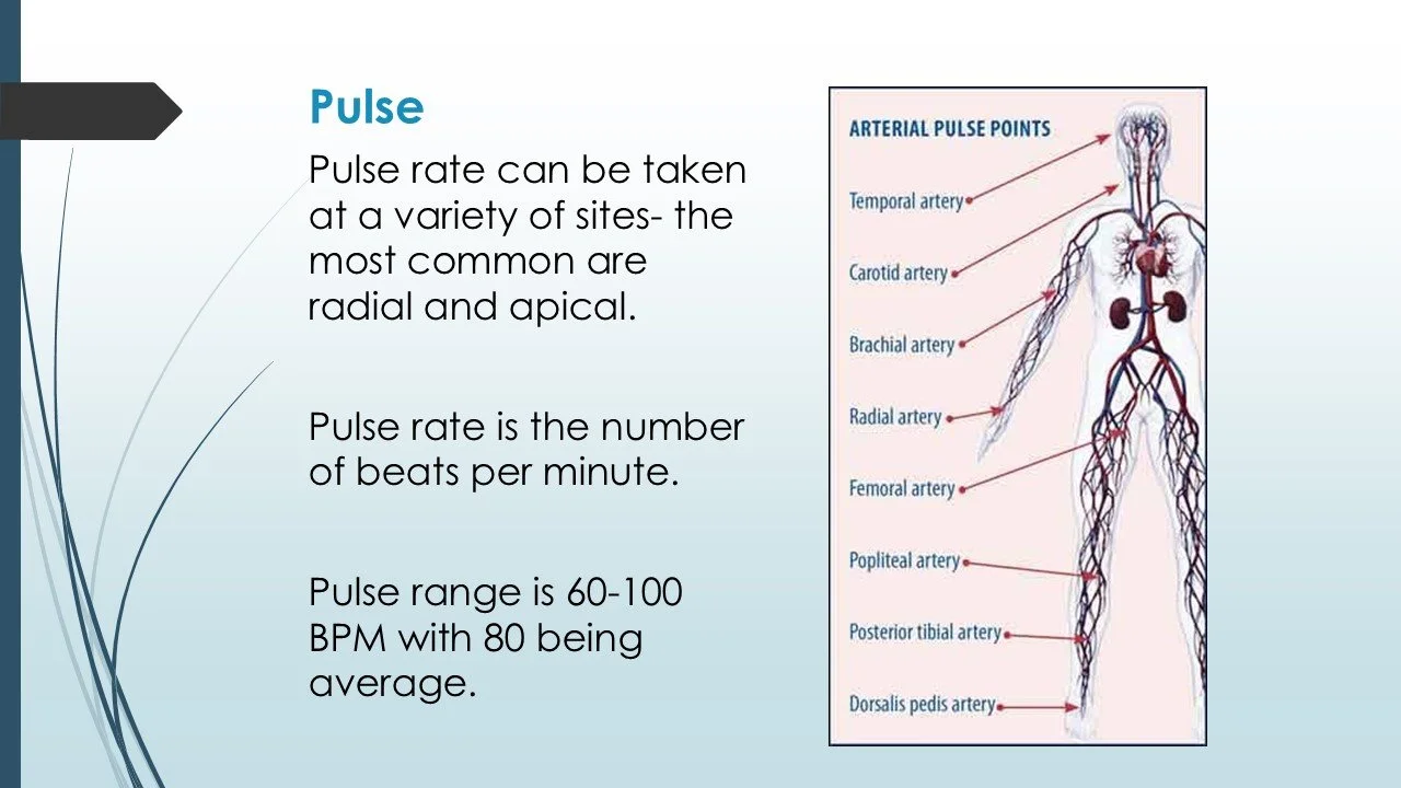 Blood Pressure and Pulse — Allied Health Career Training