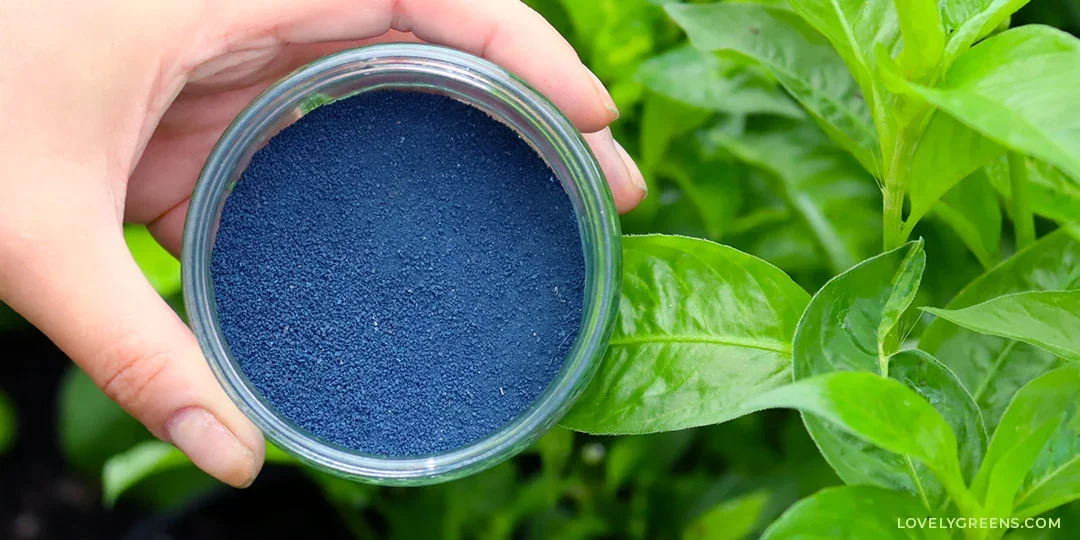 Indigo Through A Global Lens: Understanding Natural Dyes