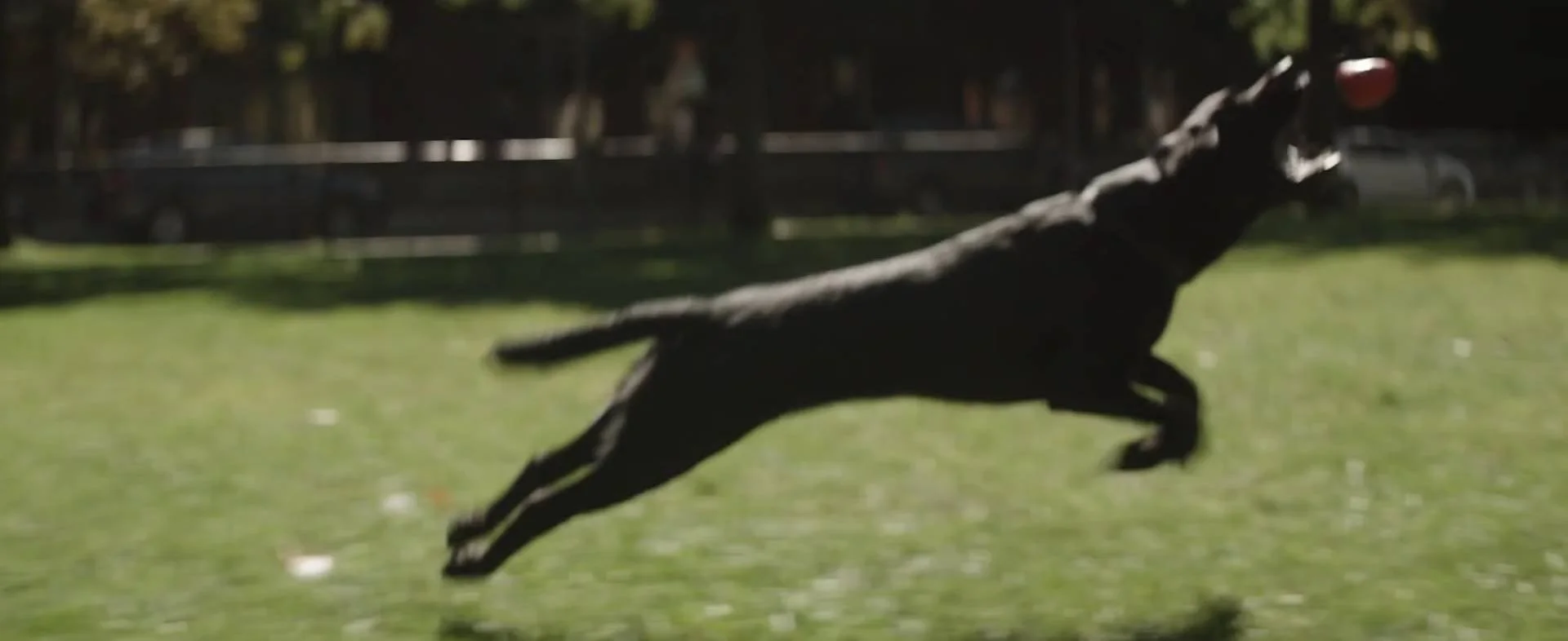 ASPCA Humane Awards Dog of the Year: RESCUE