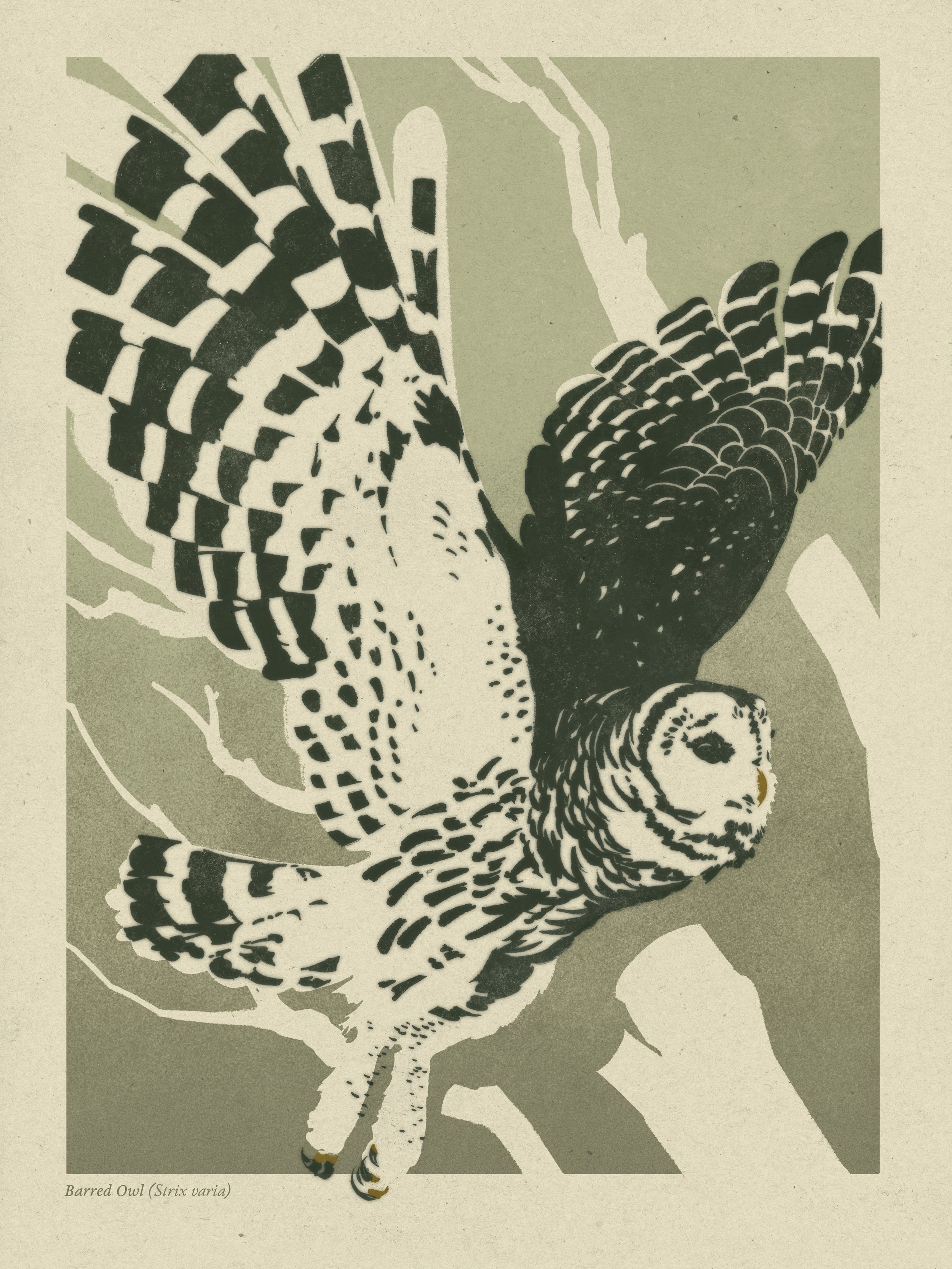 The Barred Owl