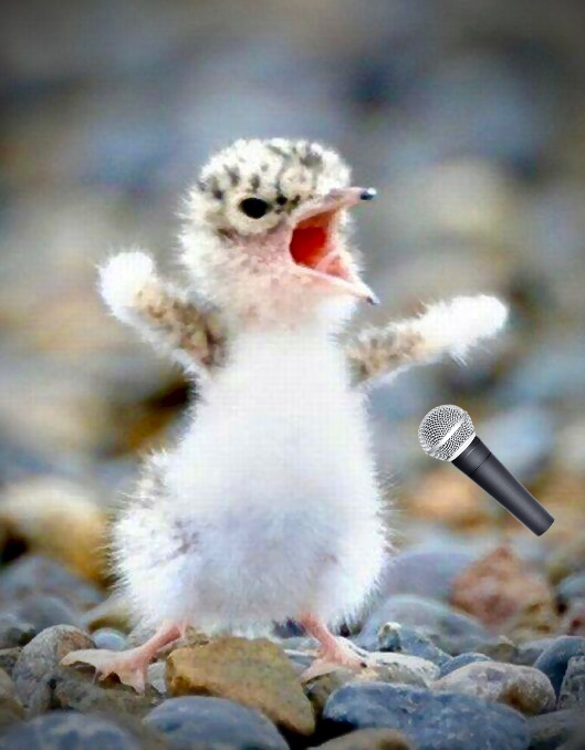 BirdMic.png
