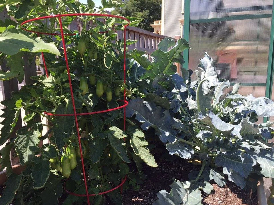 Super plants fed worm tea