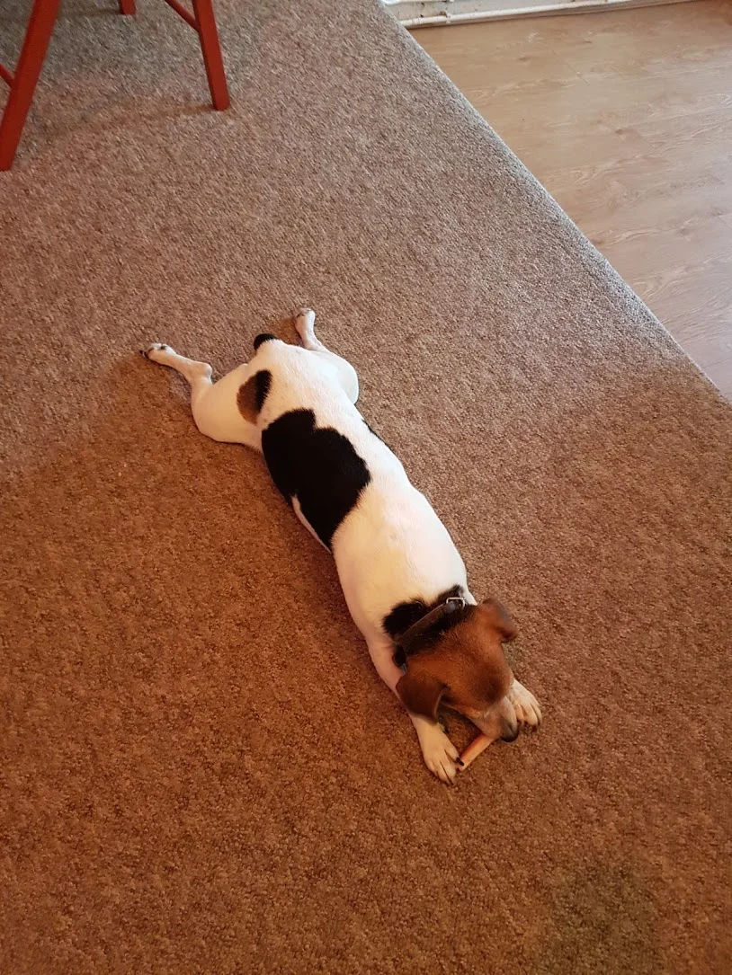 He lays down with his back legs out and looks like a turkey about to be well and truly heated up.. why?
