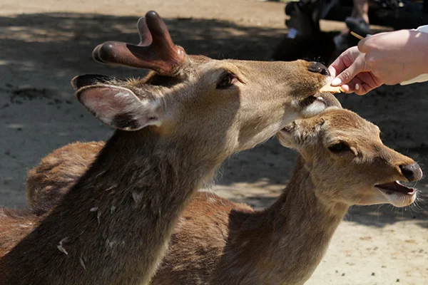 A deer eating a deer cracker out of my hand. Image Source: Author’s Own Image.