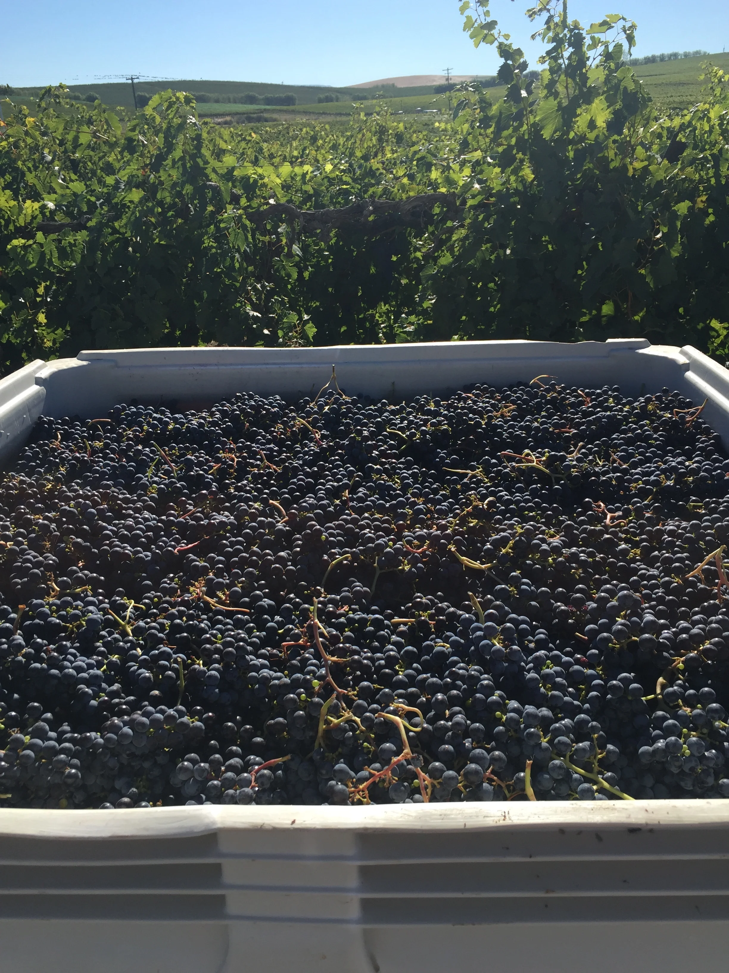 Grapes in Picking Bin.JPG