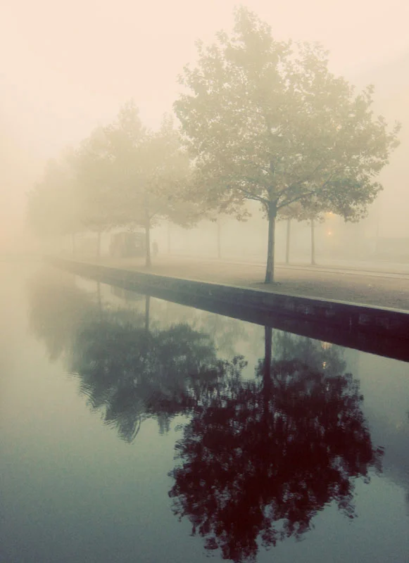 denmark_fogtrees_800.jpg