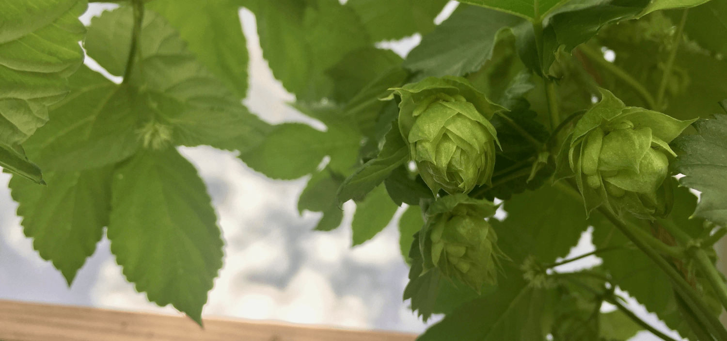 Hop_closeup1-min.png
