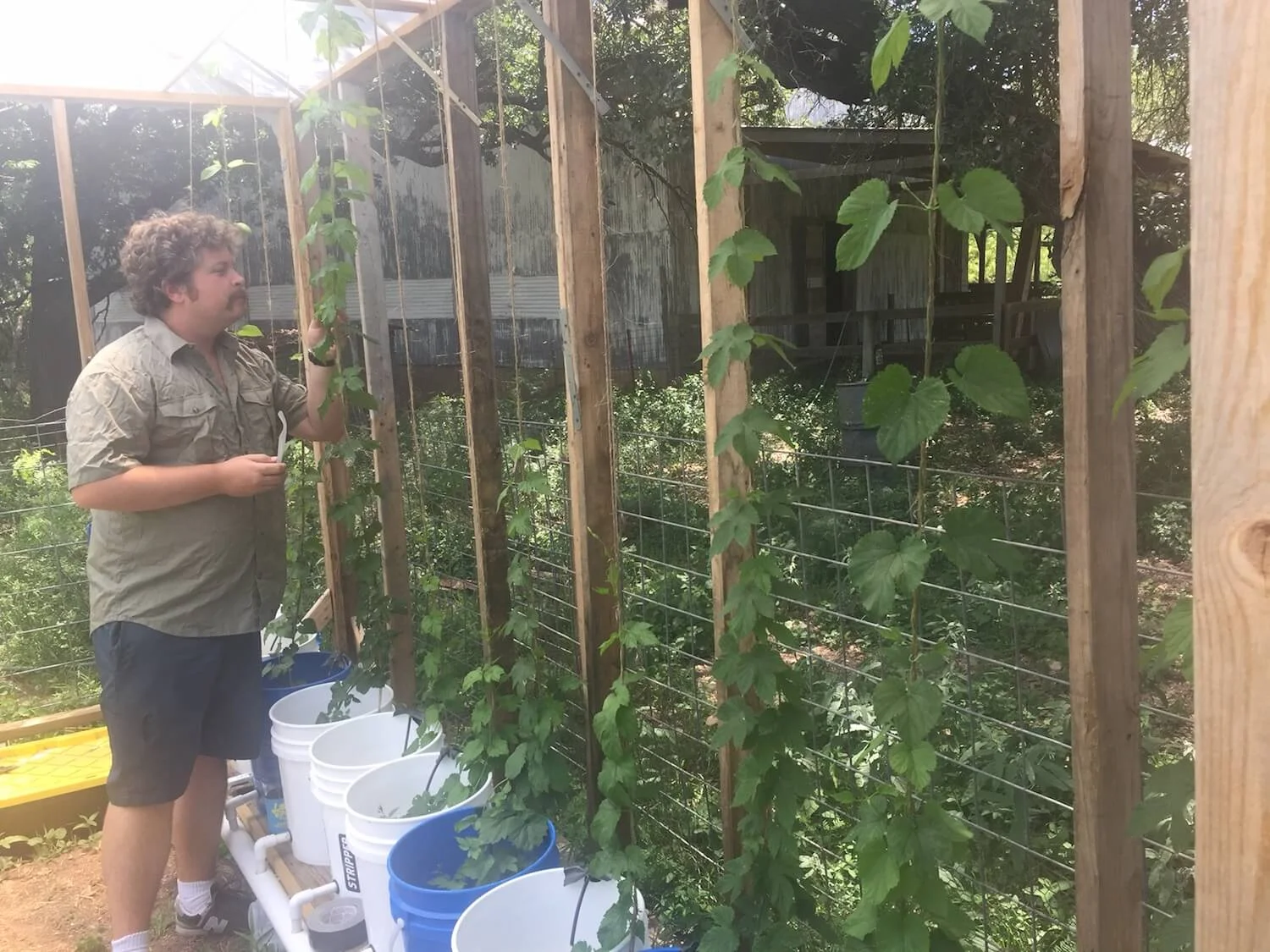 Texas hops for Texas beers, grown outside Austin, TX