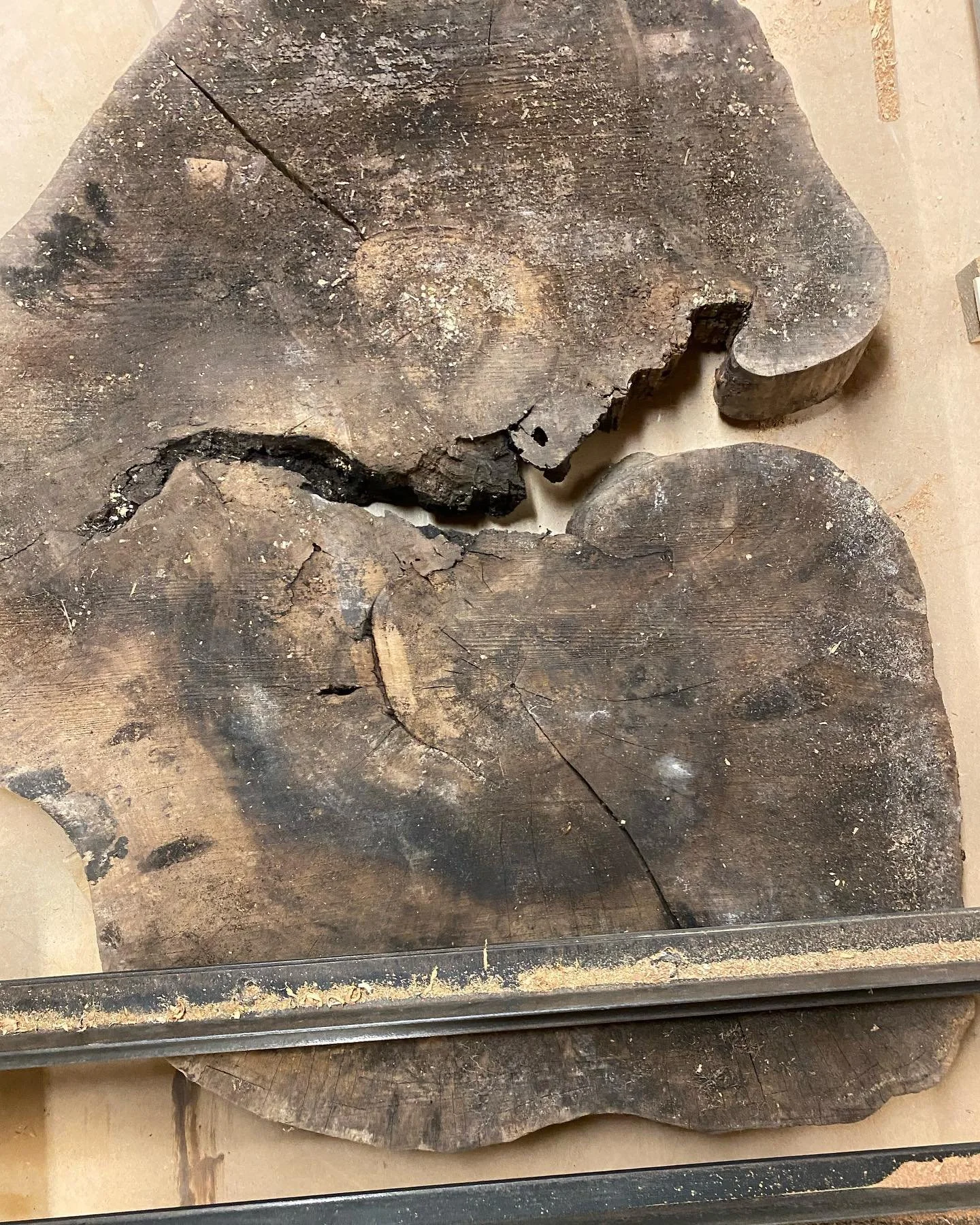 Cleaning up this English Walnut cookie. A gorgeous coffee table in the making. #walnut #cookies #karltaylorwood #furniture #design #coffeetable