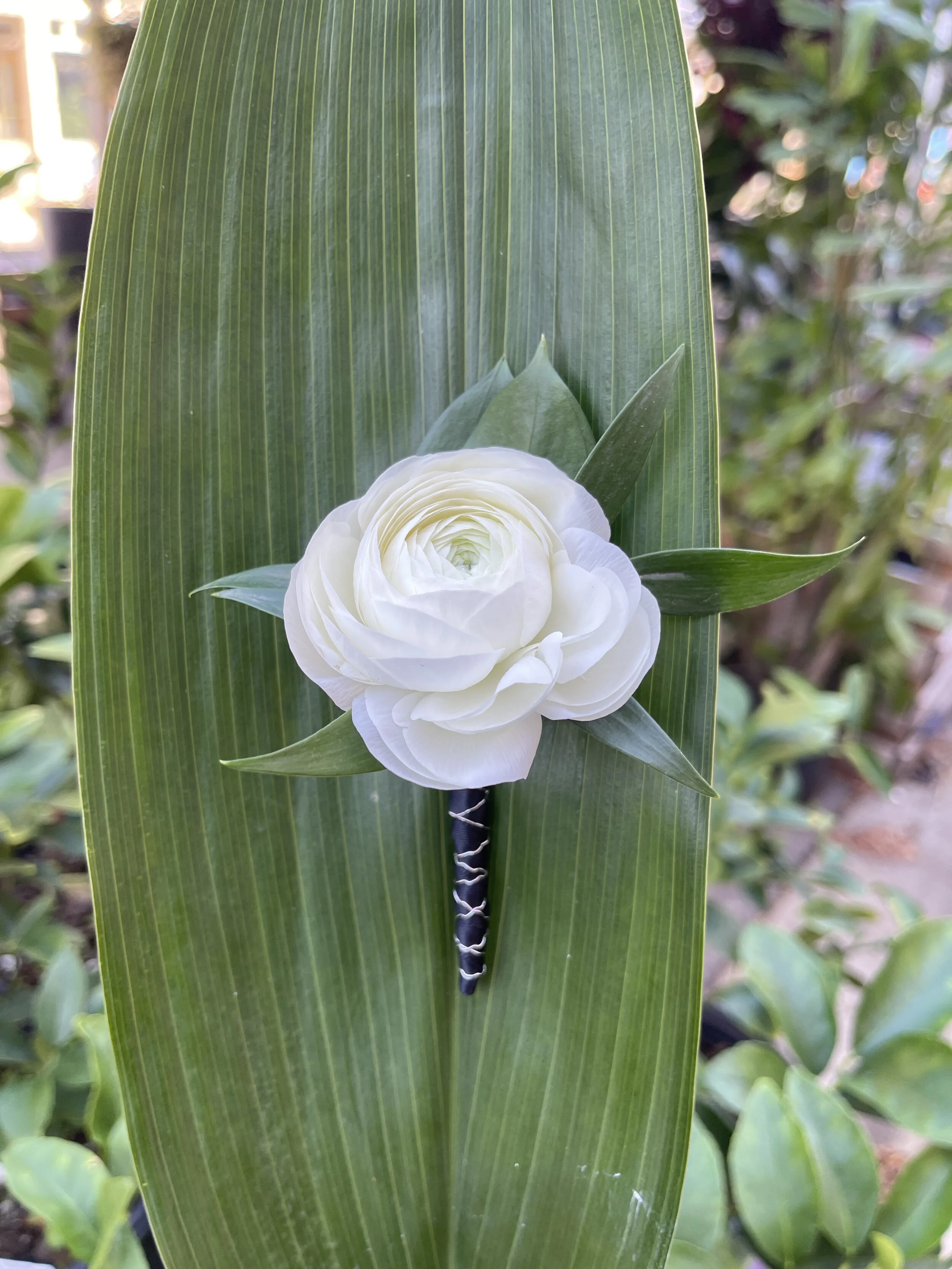RANUNCULUS BOUTONNIERE